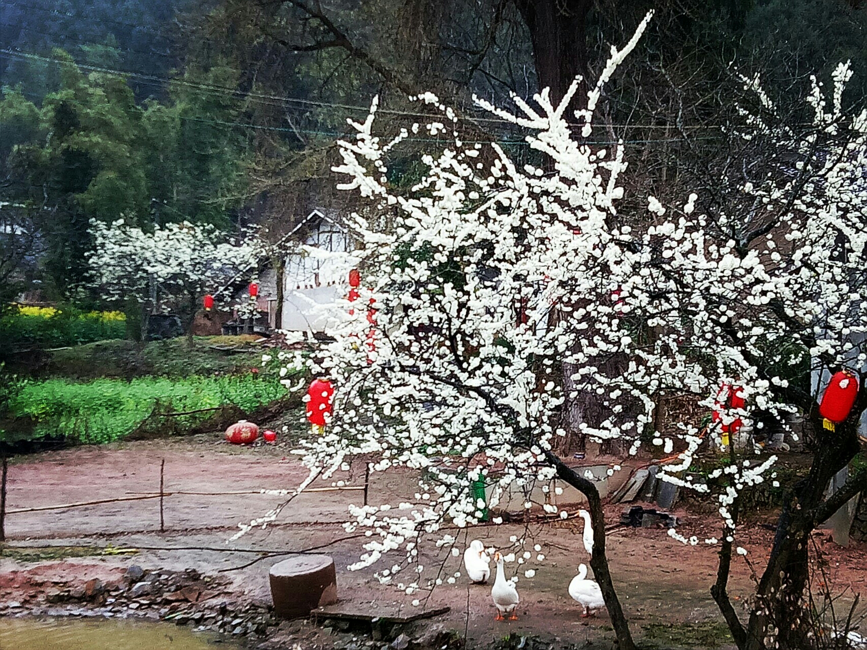 春雨戏鹅雨蒙蒙,古村古树花丛中 金花银花开遍地,菜园还有一点红.