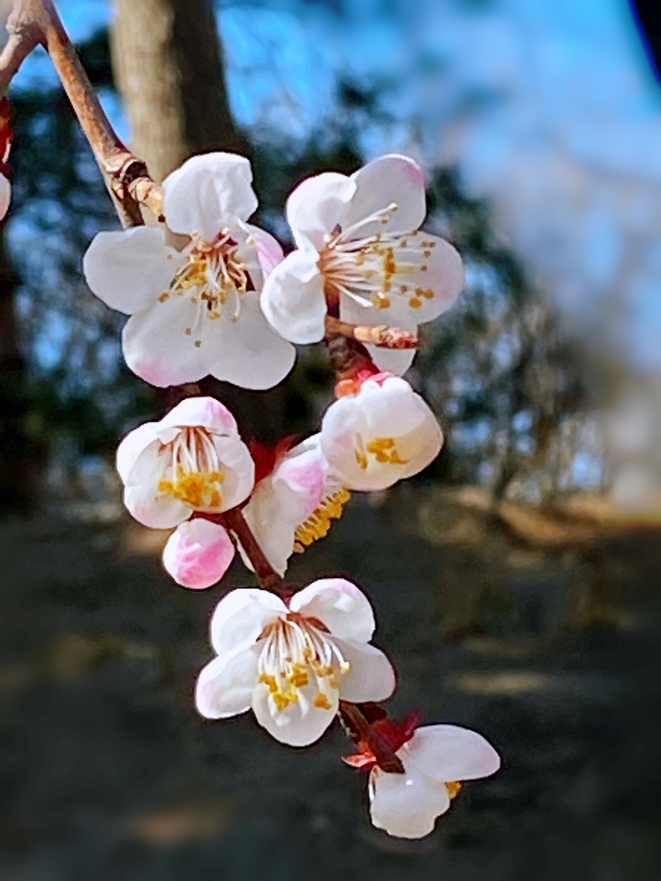 【首发】杏花盛开春光美