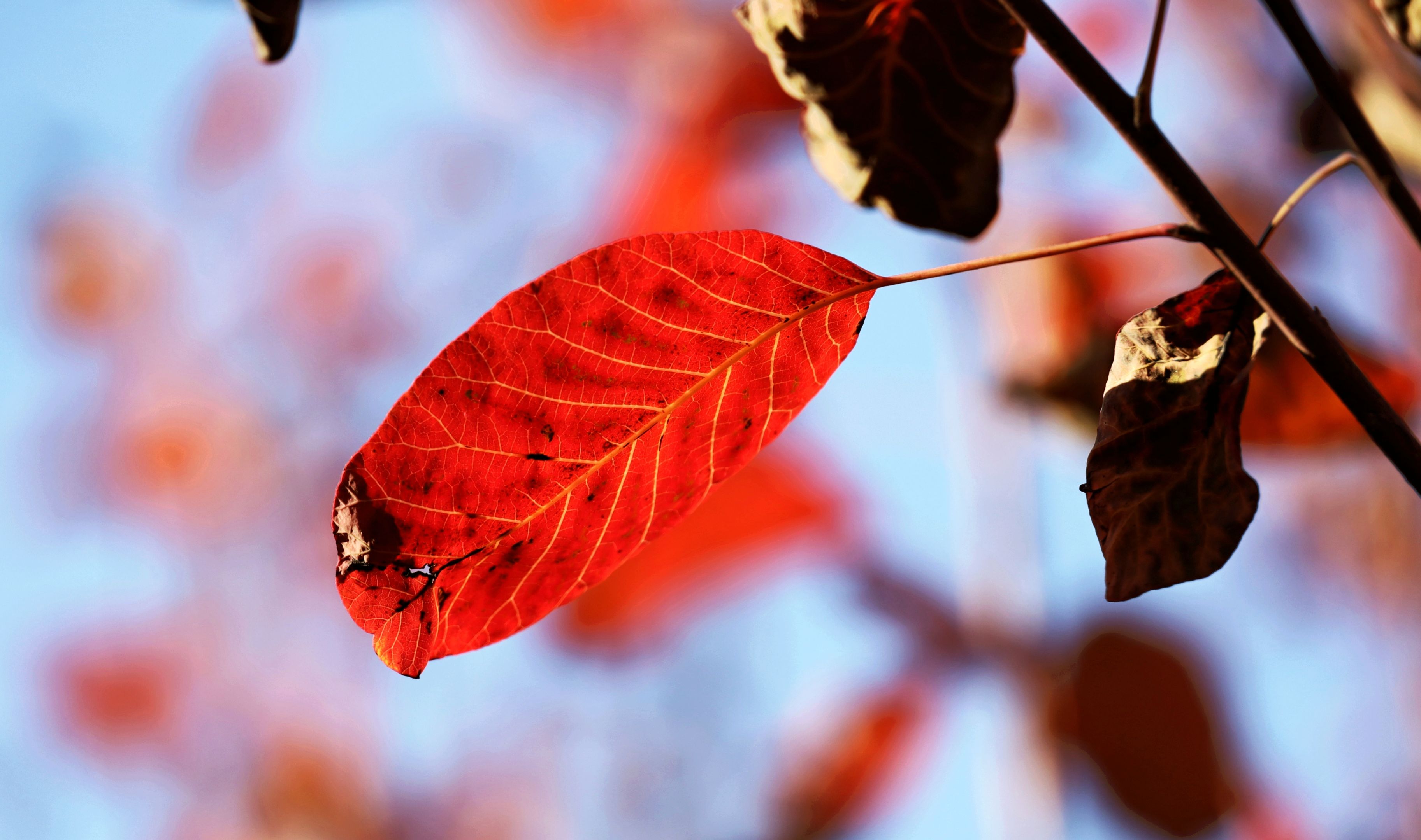 红艳艳的黄栌叶