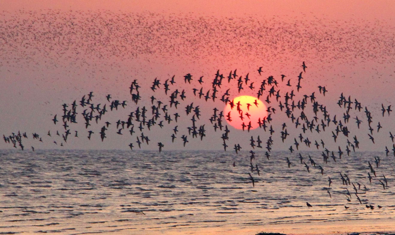 营口西海岸看鸟浪