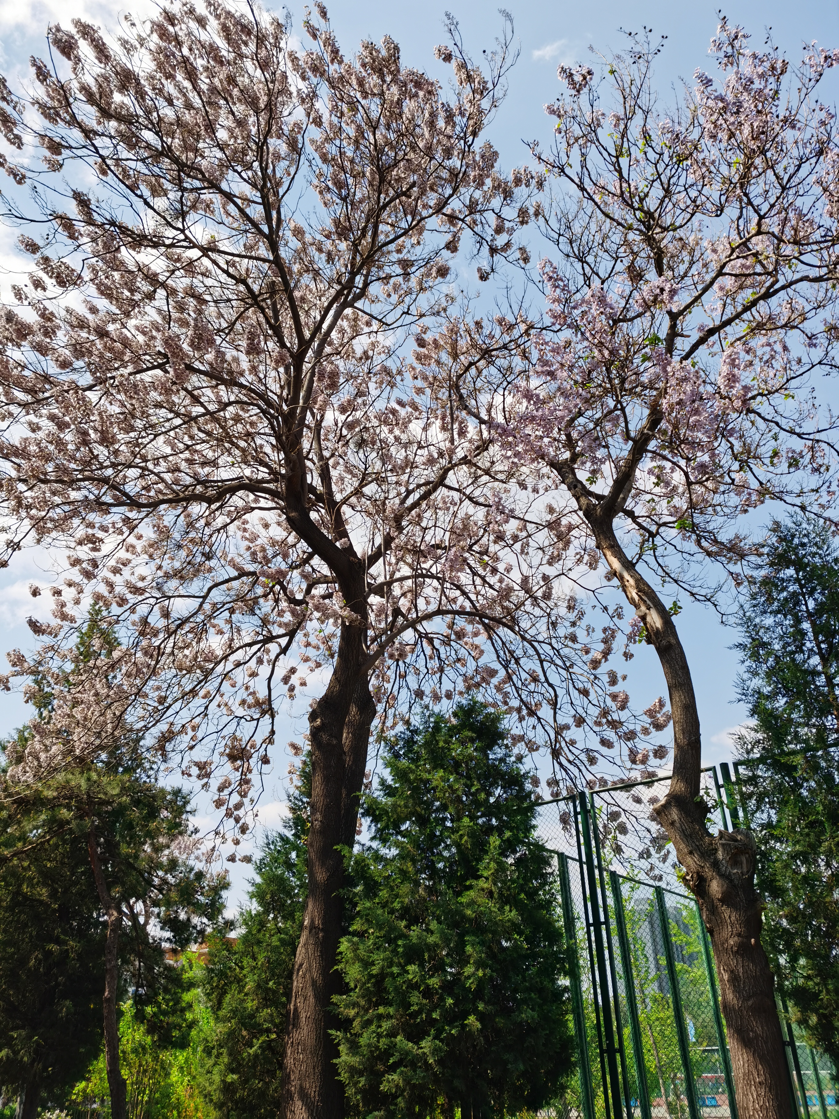 那盛开的泡桐花