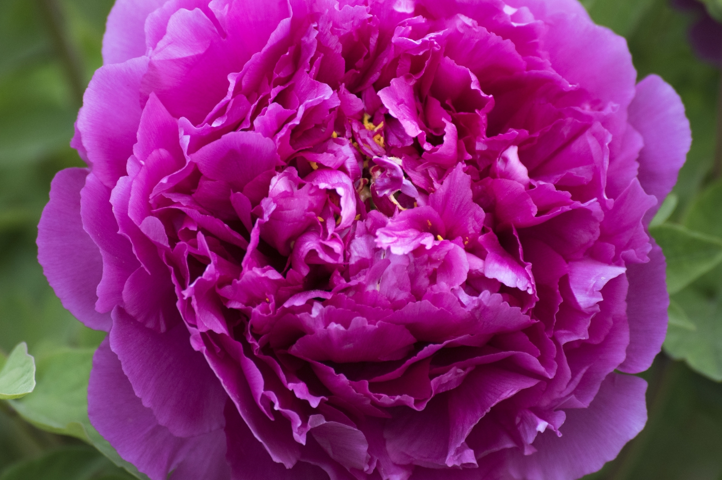 雨后牡丹真娇艳