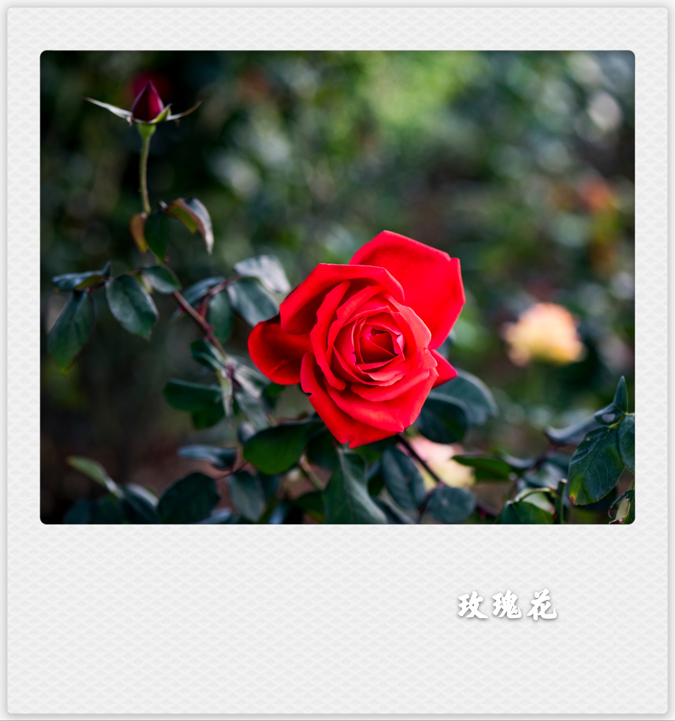 风雨彩虹铿锵玫瑰(首发)