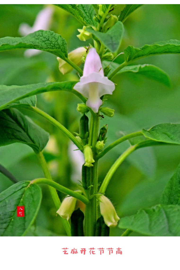 芝麻花图片成熟图片