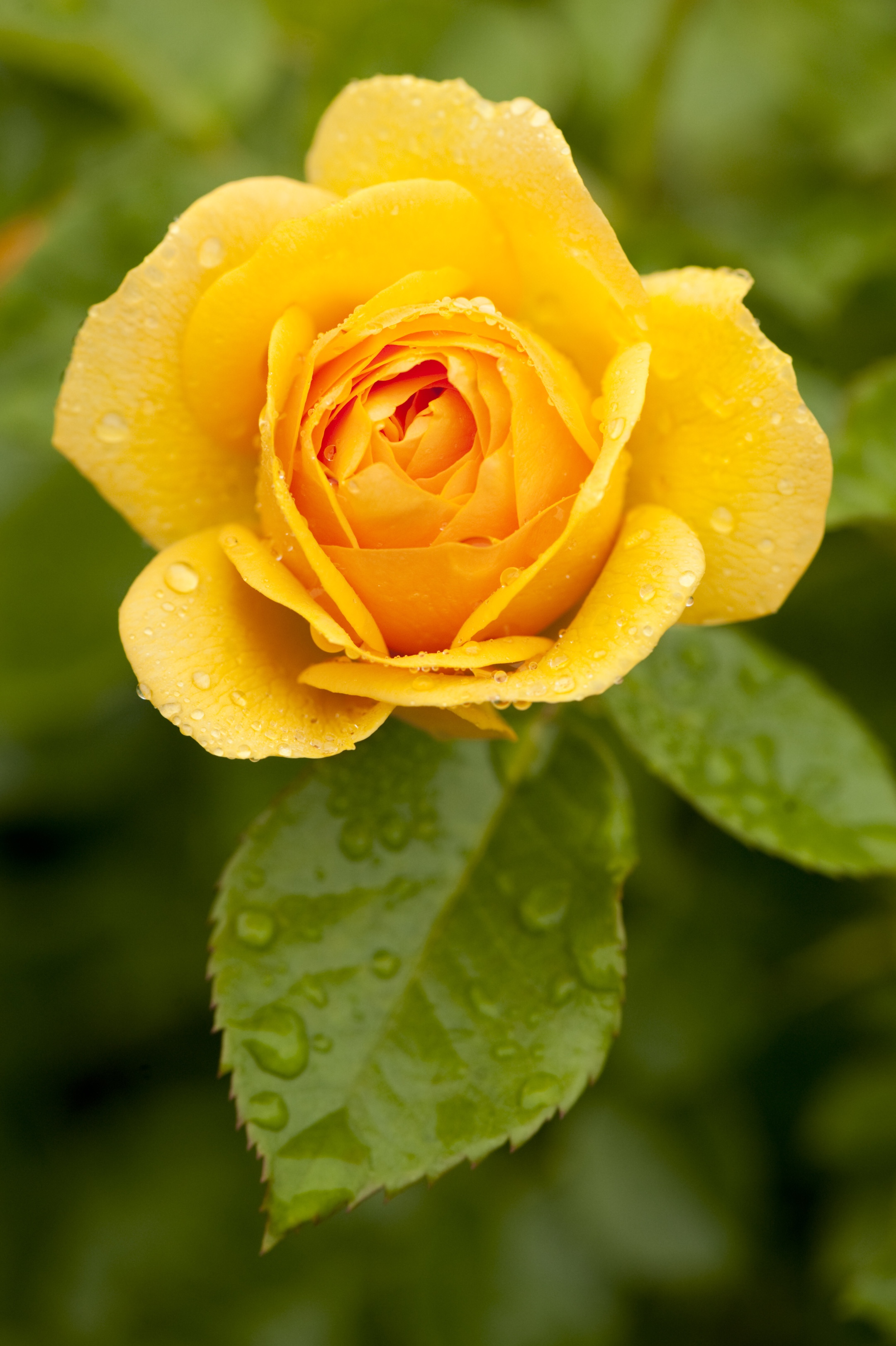 首发夏日玫瑰园