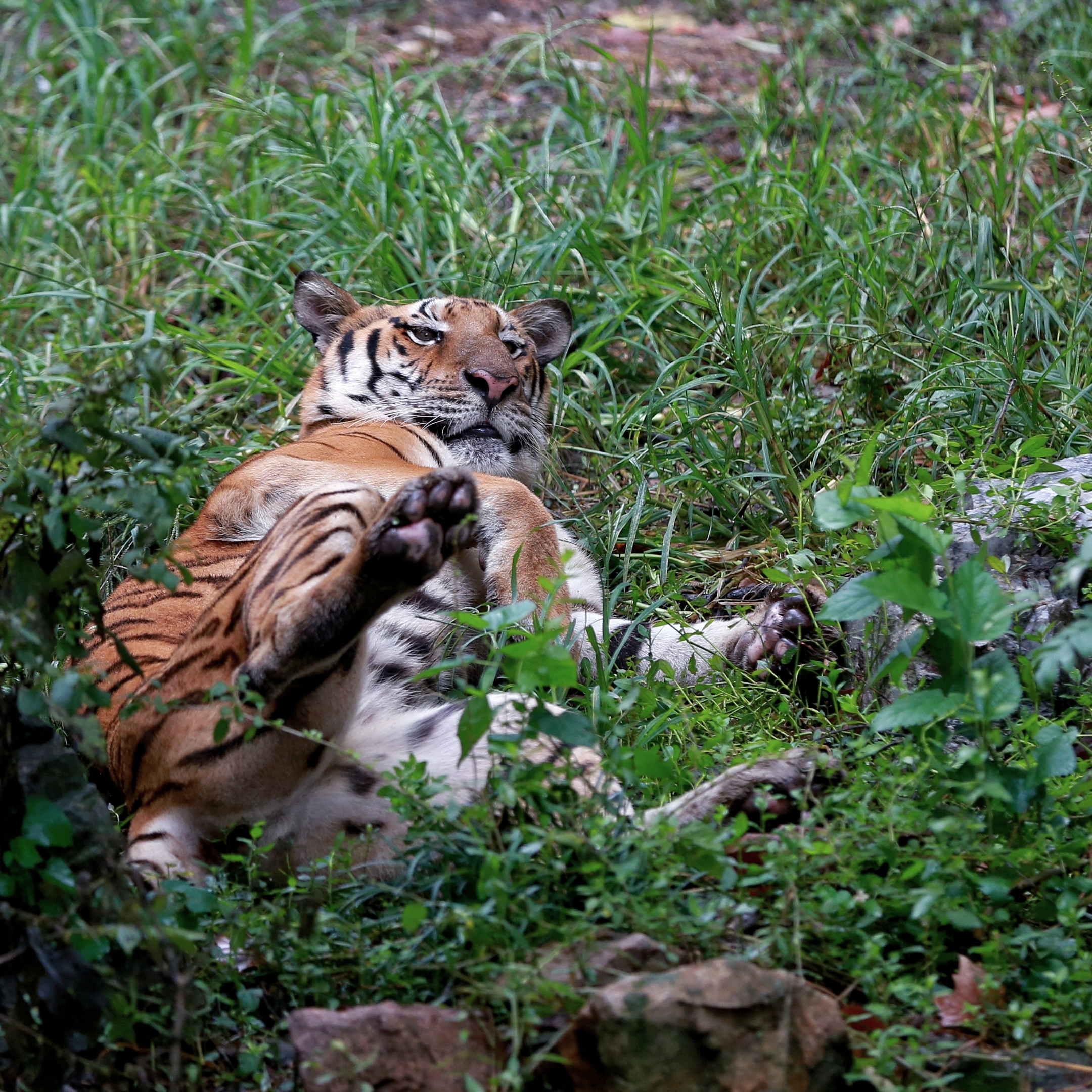 動物園裡的它們