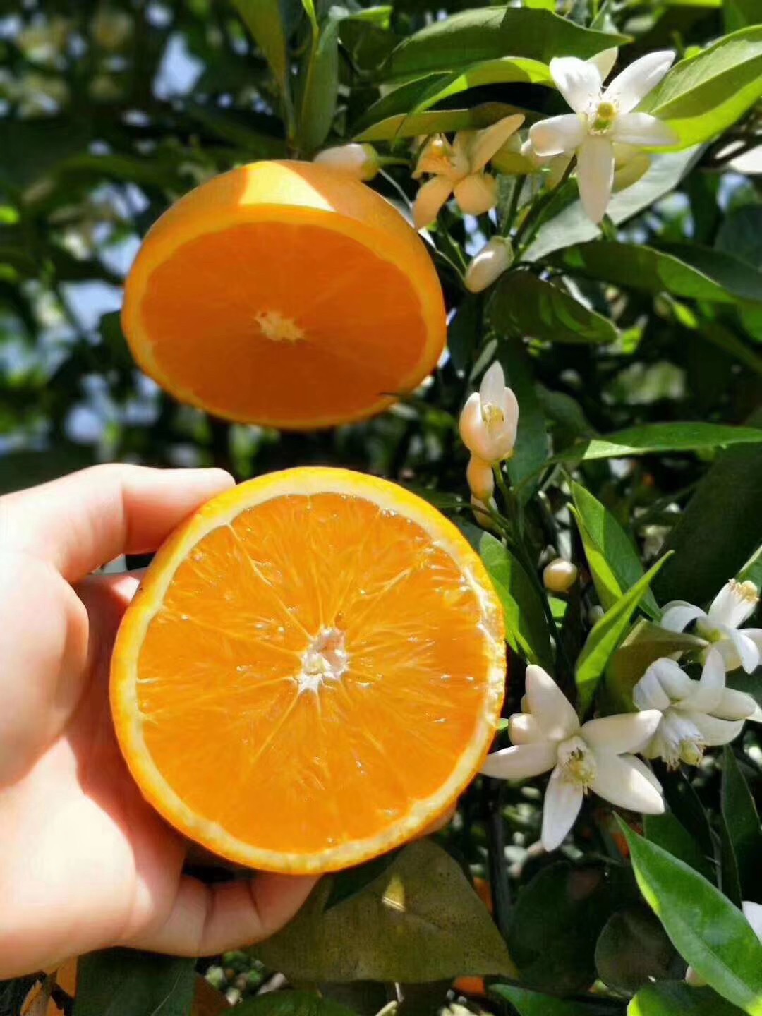 传说中味道无与伦比,大器晚成的橙中之皇——伦晚闪亮登场了