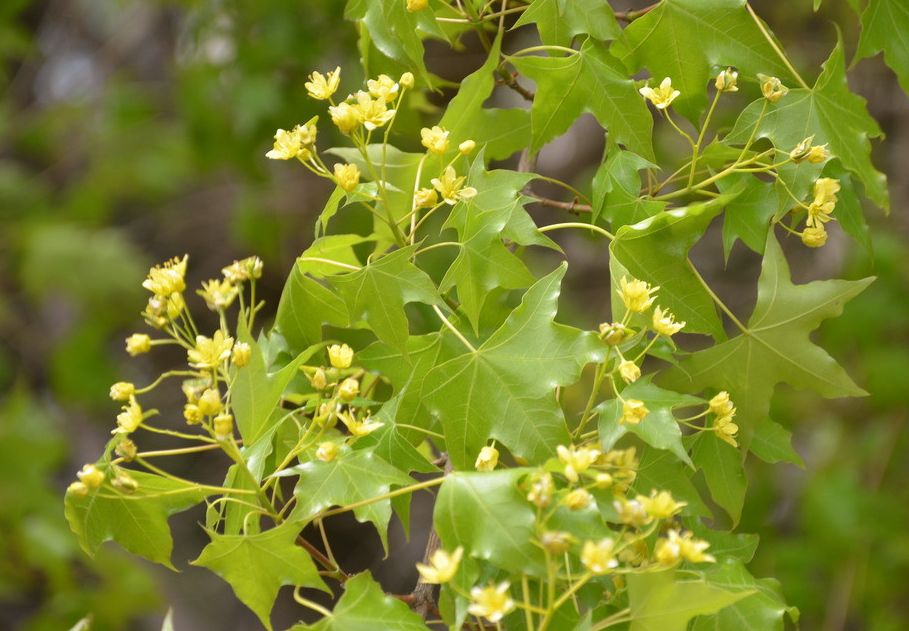 春天绽放的元宝枫花首发