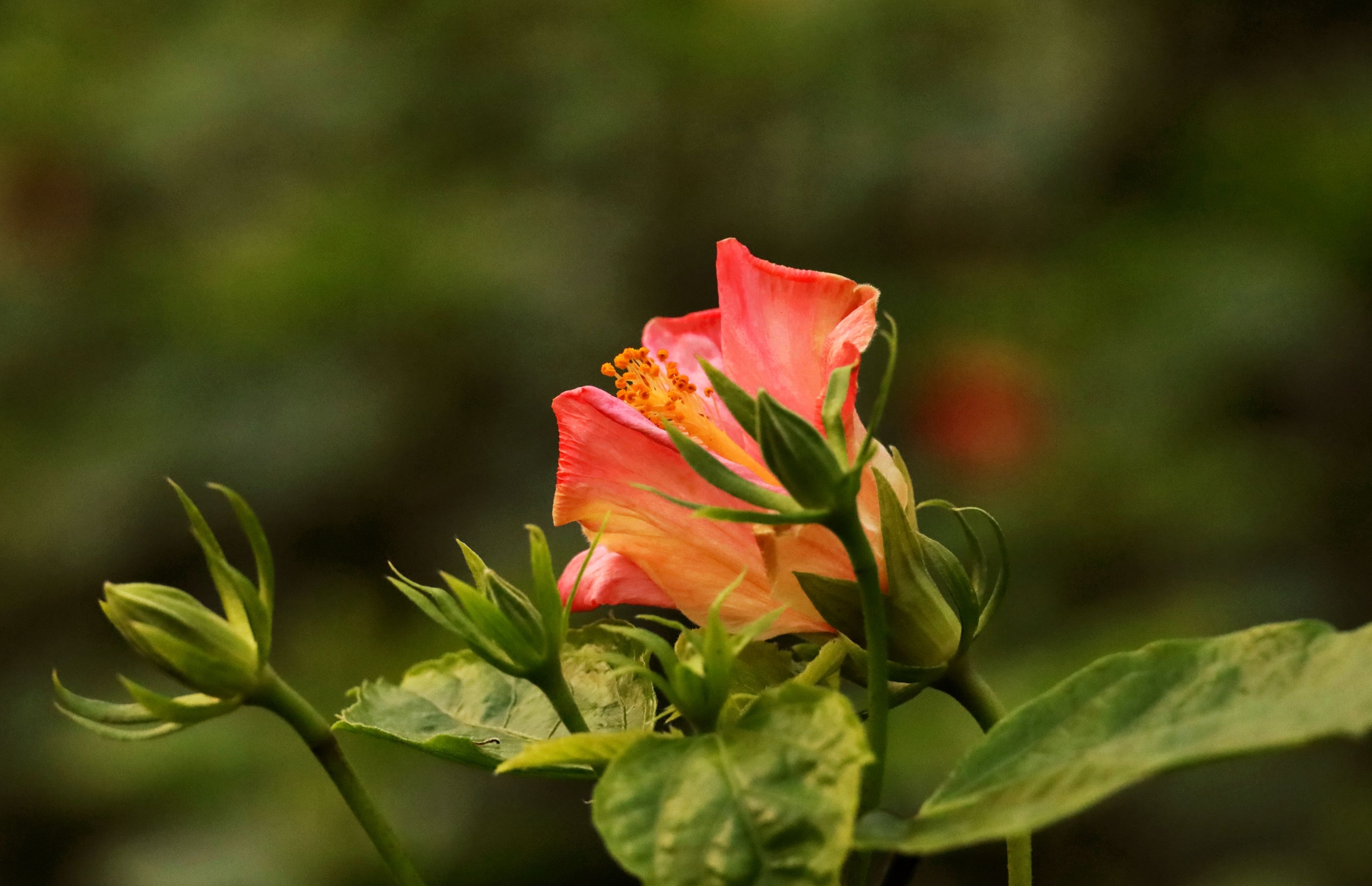 首发粉色朱槿花