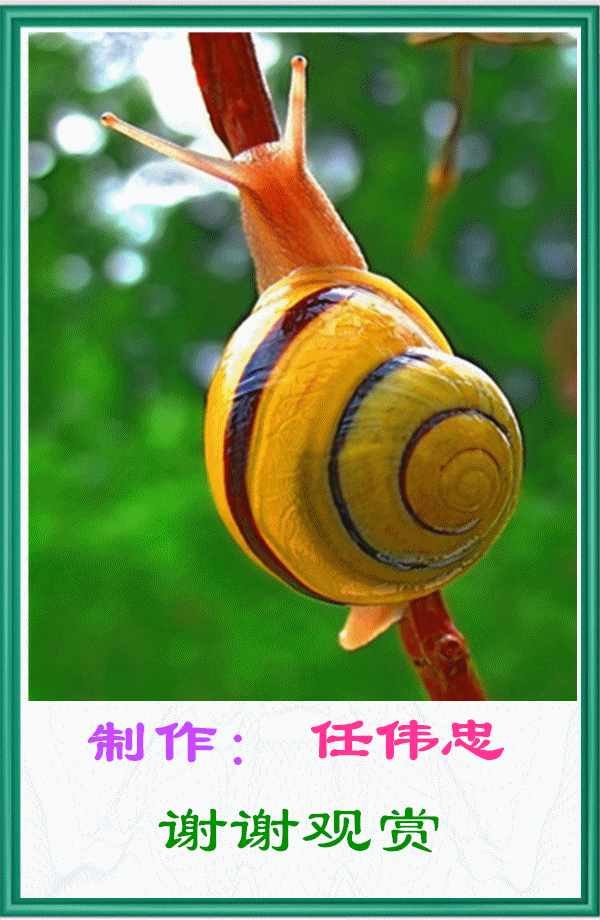 蜗牛打伞动态壁纸图片
