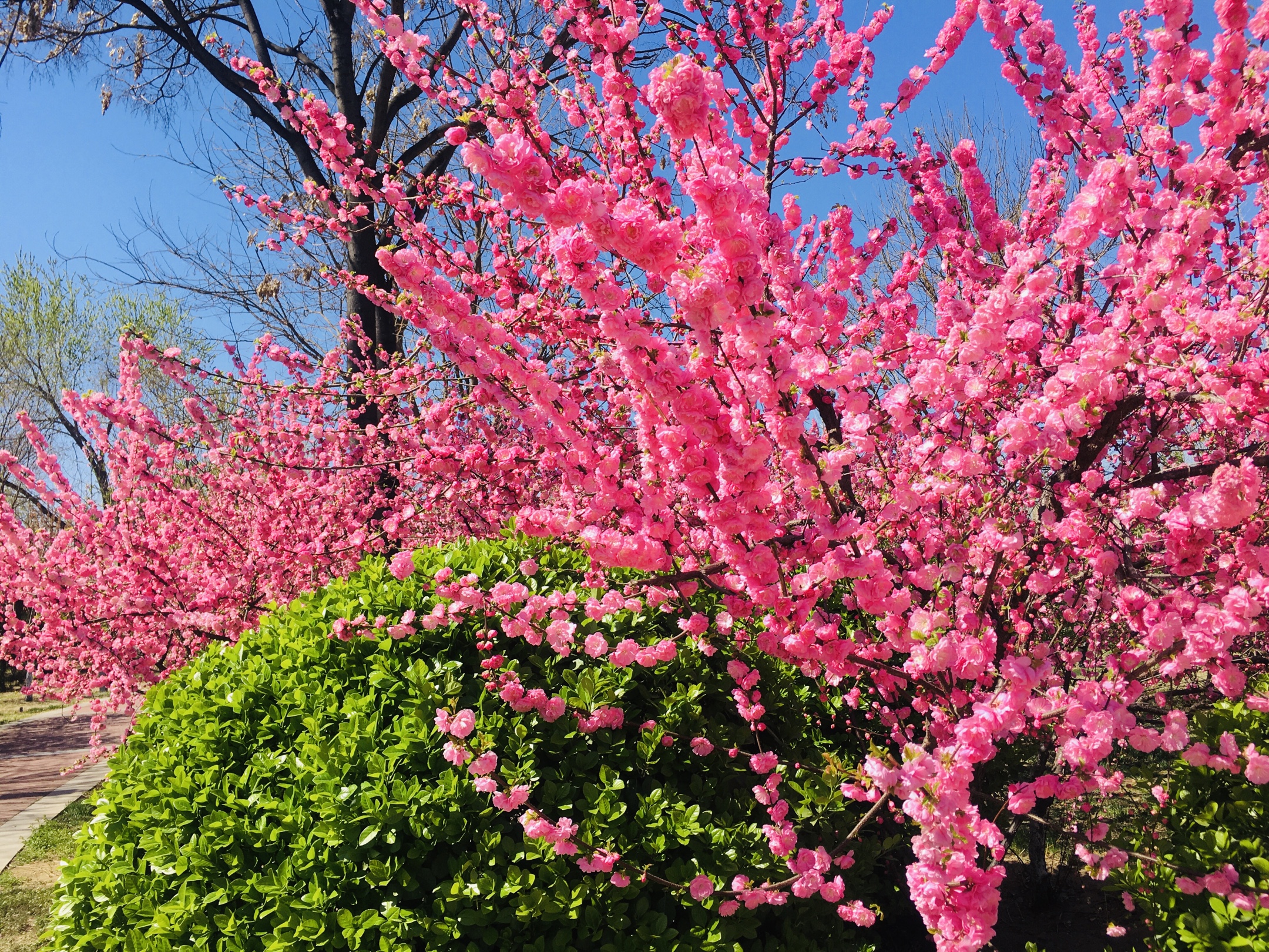 春天的歌谣,花儿朵朵开