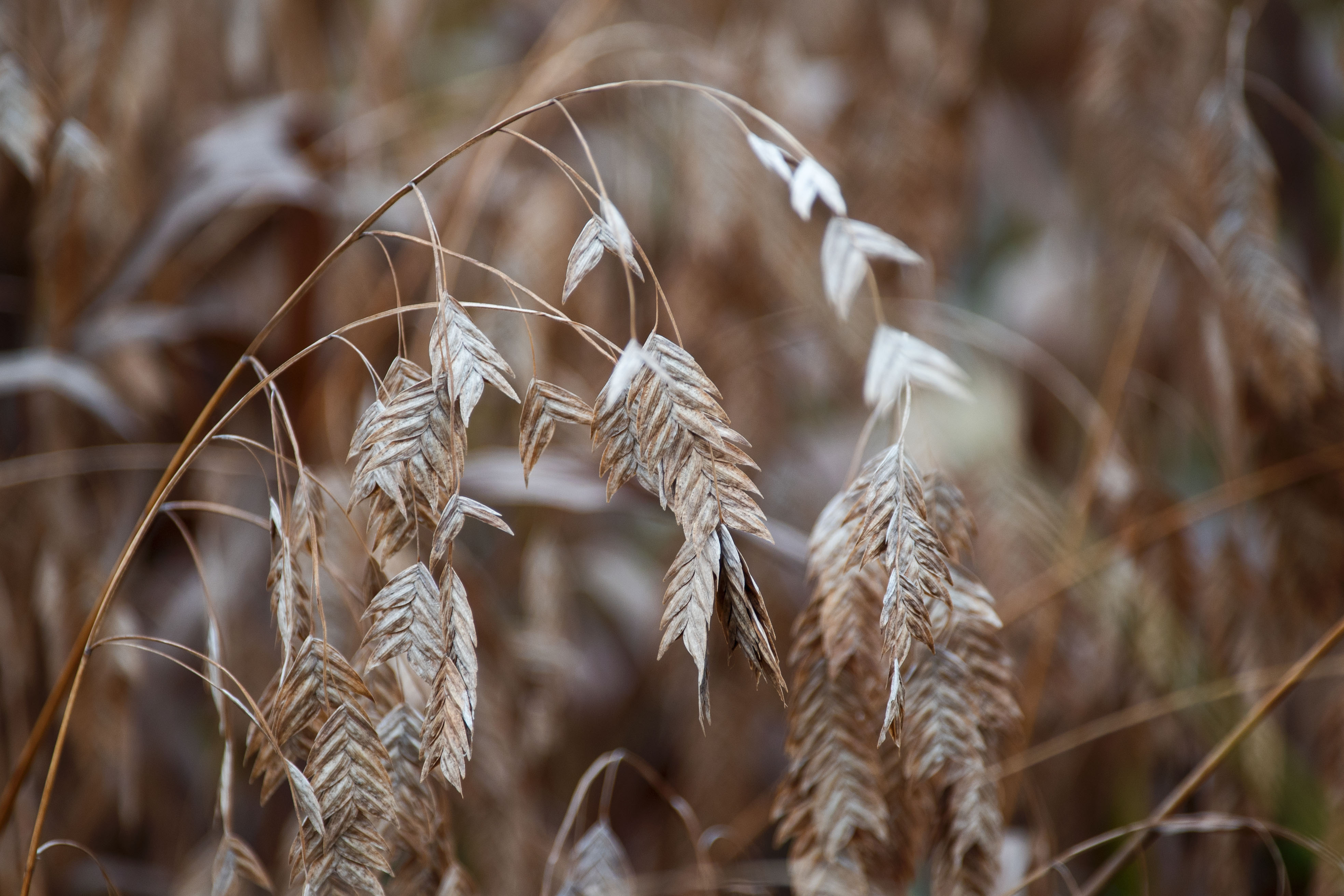 (首发)冬天的小盼草