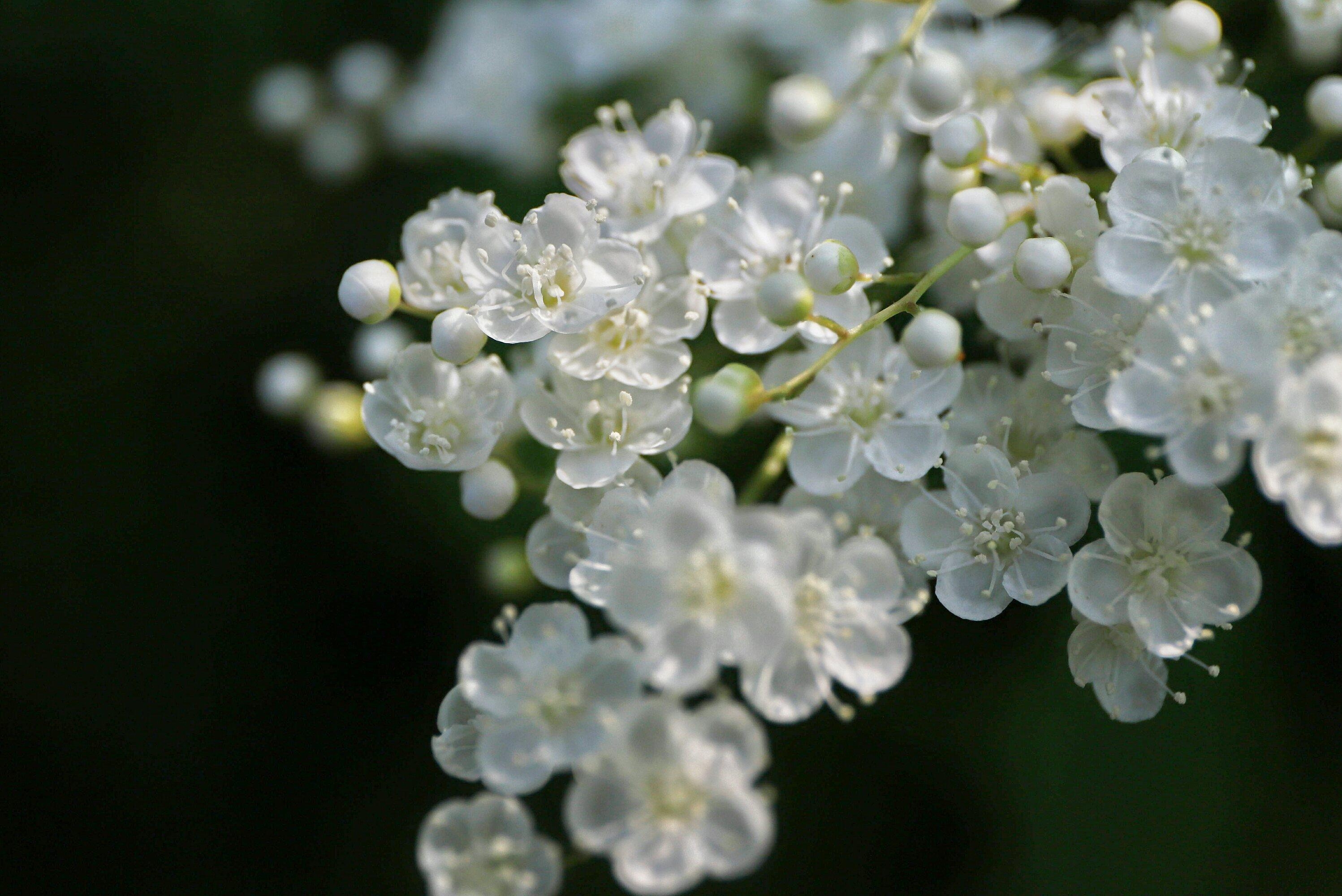 【首发】我镜头下的珍珠梅