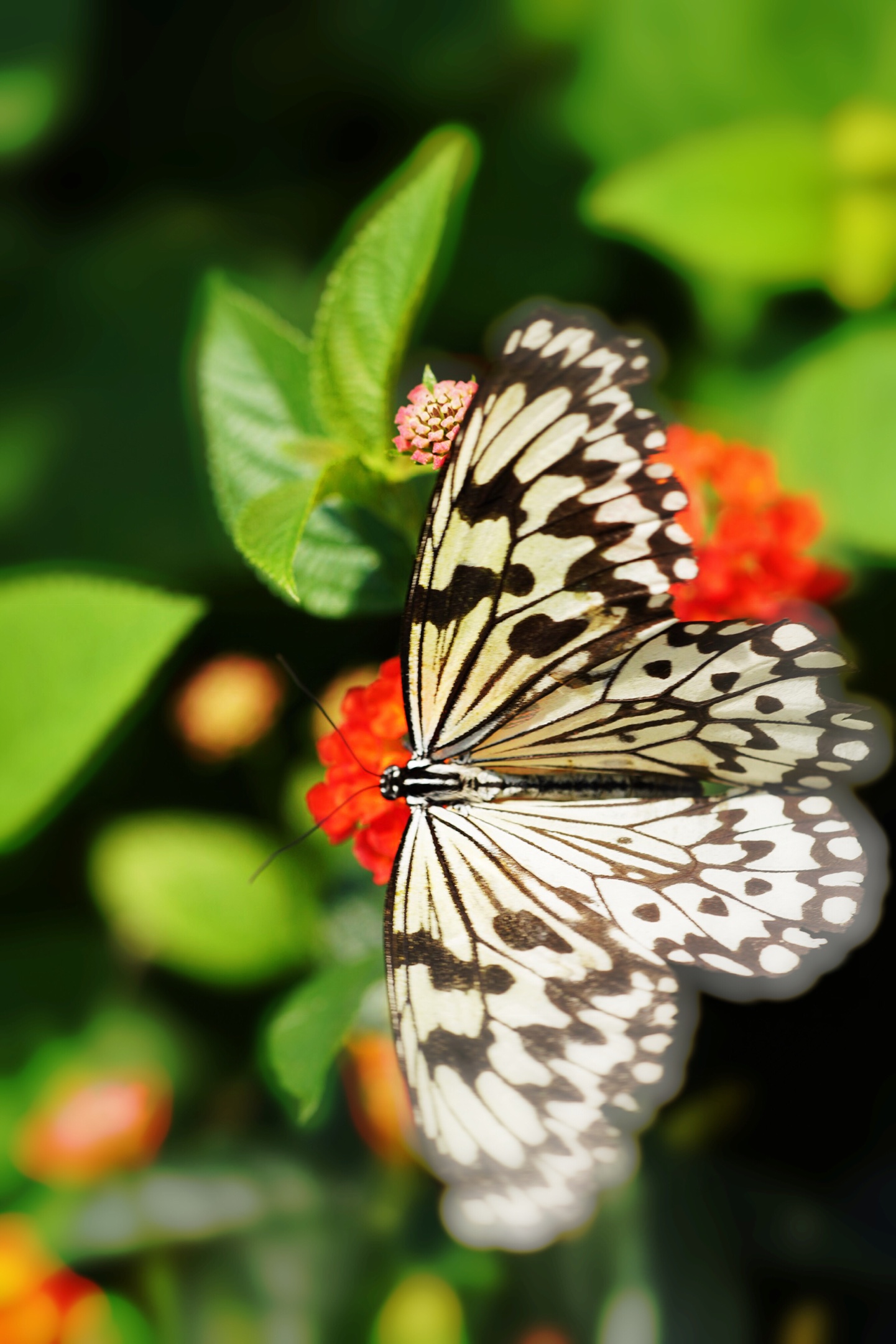 《蝶恋花 花戏蝶》