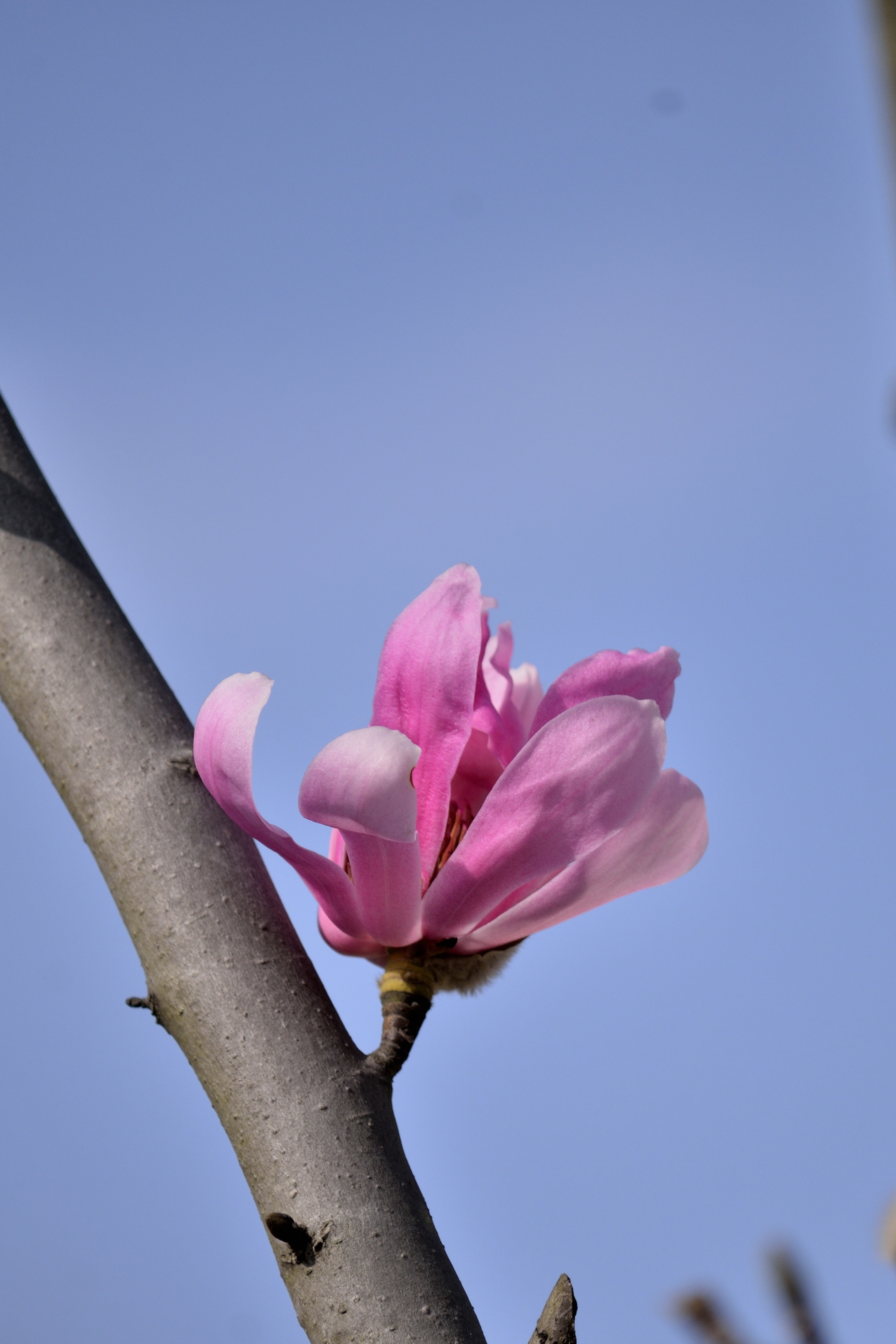 玉兰系列一早花武当玉兰(首发)