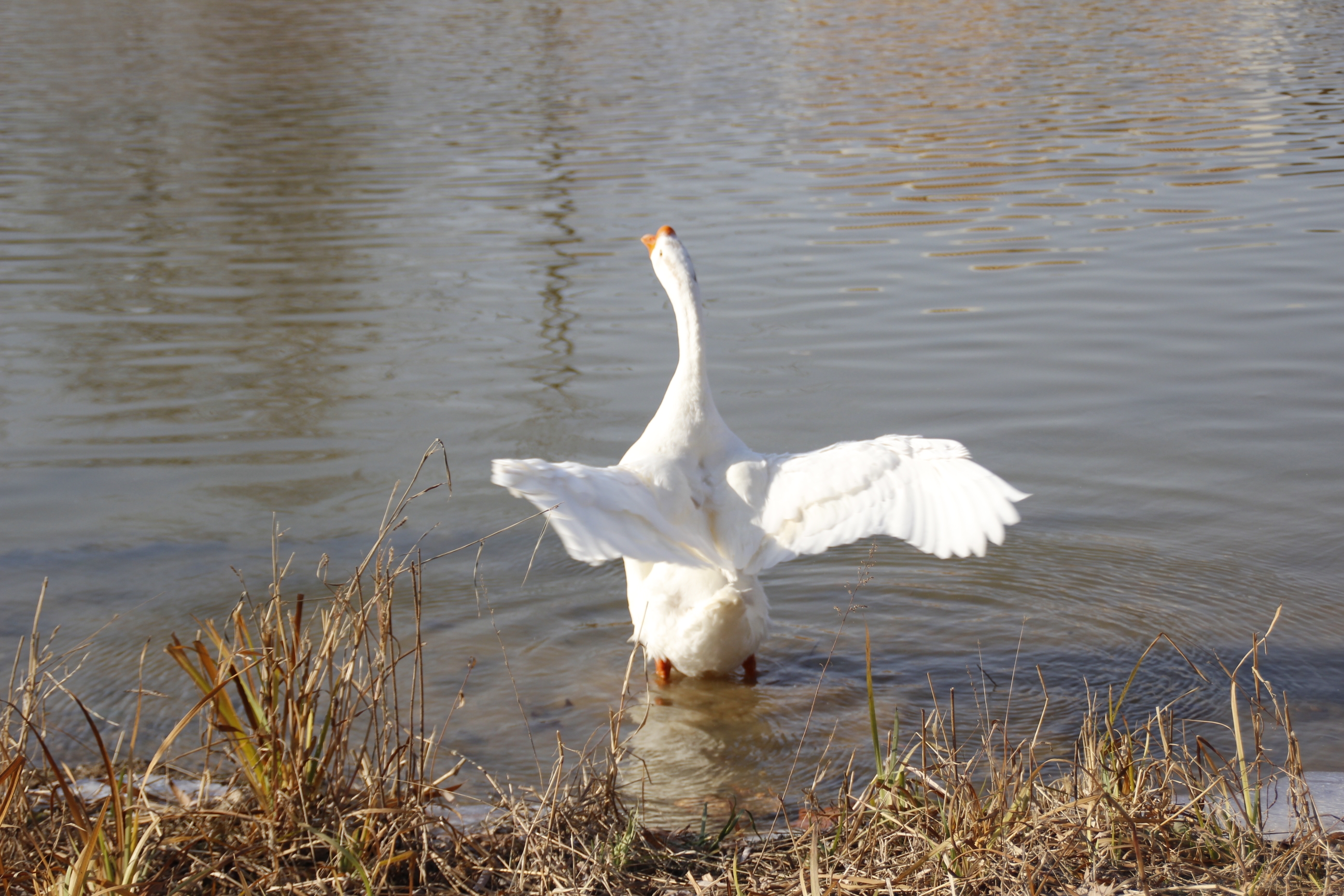 【首发】大白鹅舞姿真美
