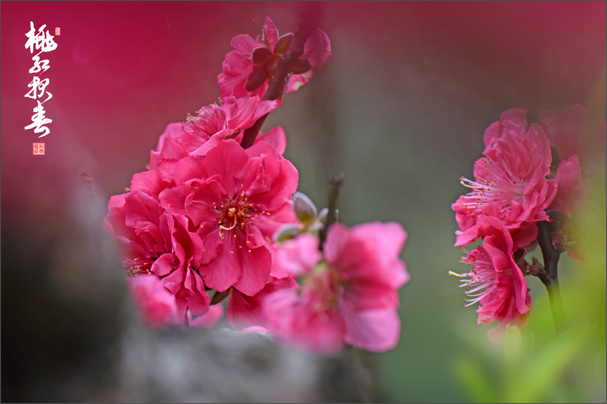 三月,桃花開