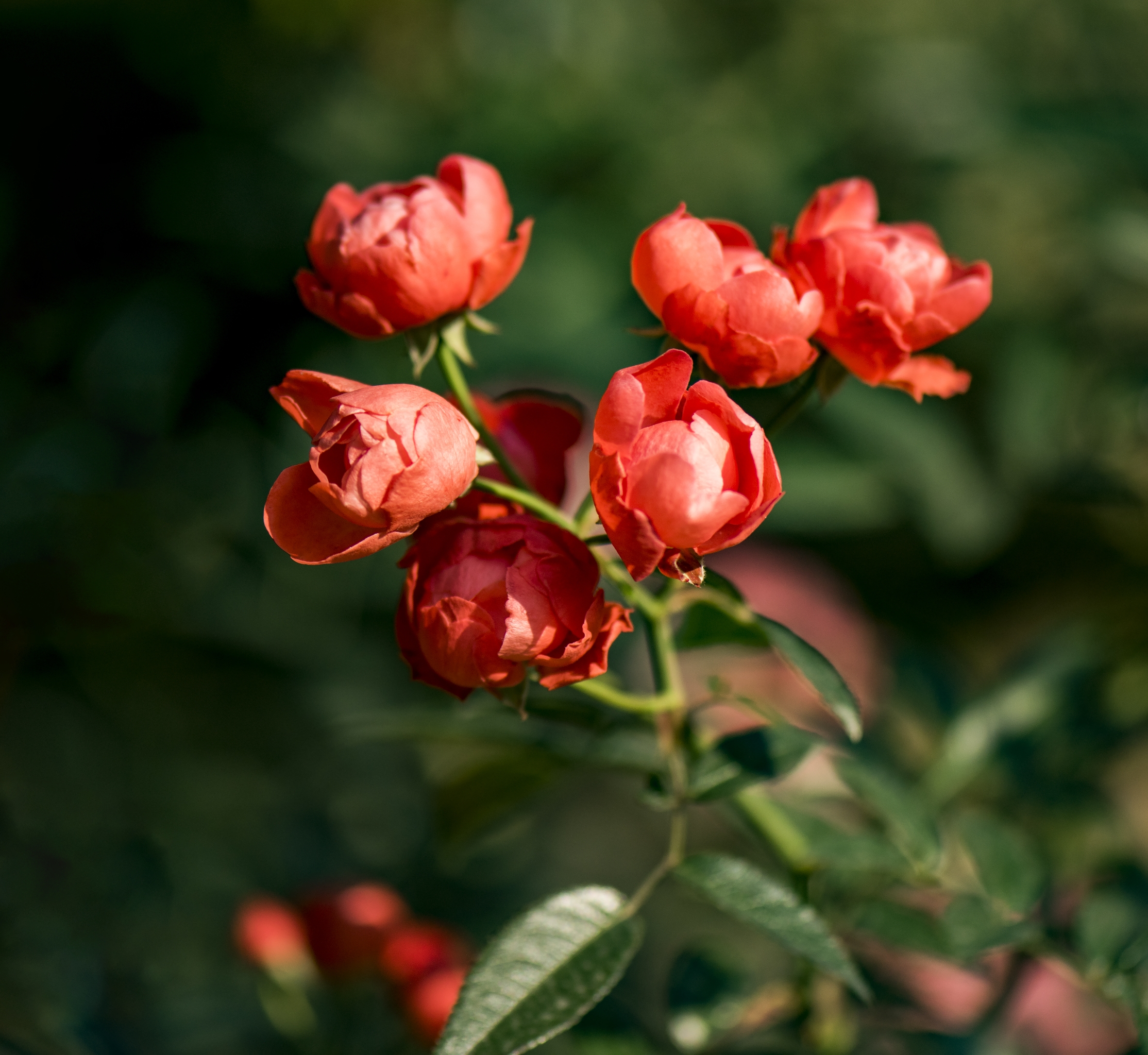 橘黄色月季花首发