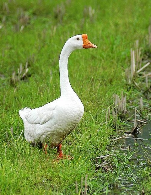 雄诗豪歌同题咏鹅