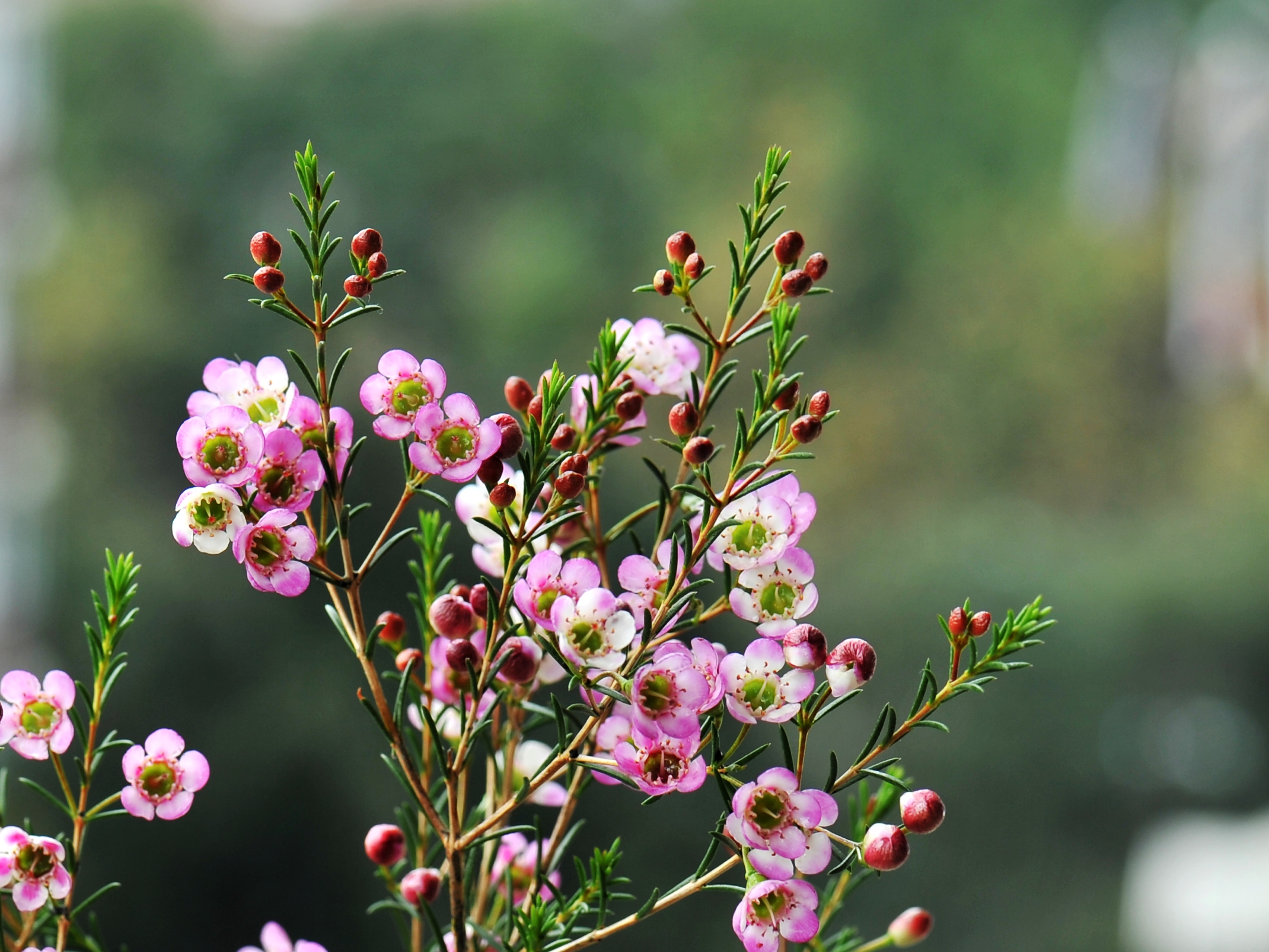 年花市场的新宠澳梅首发