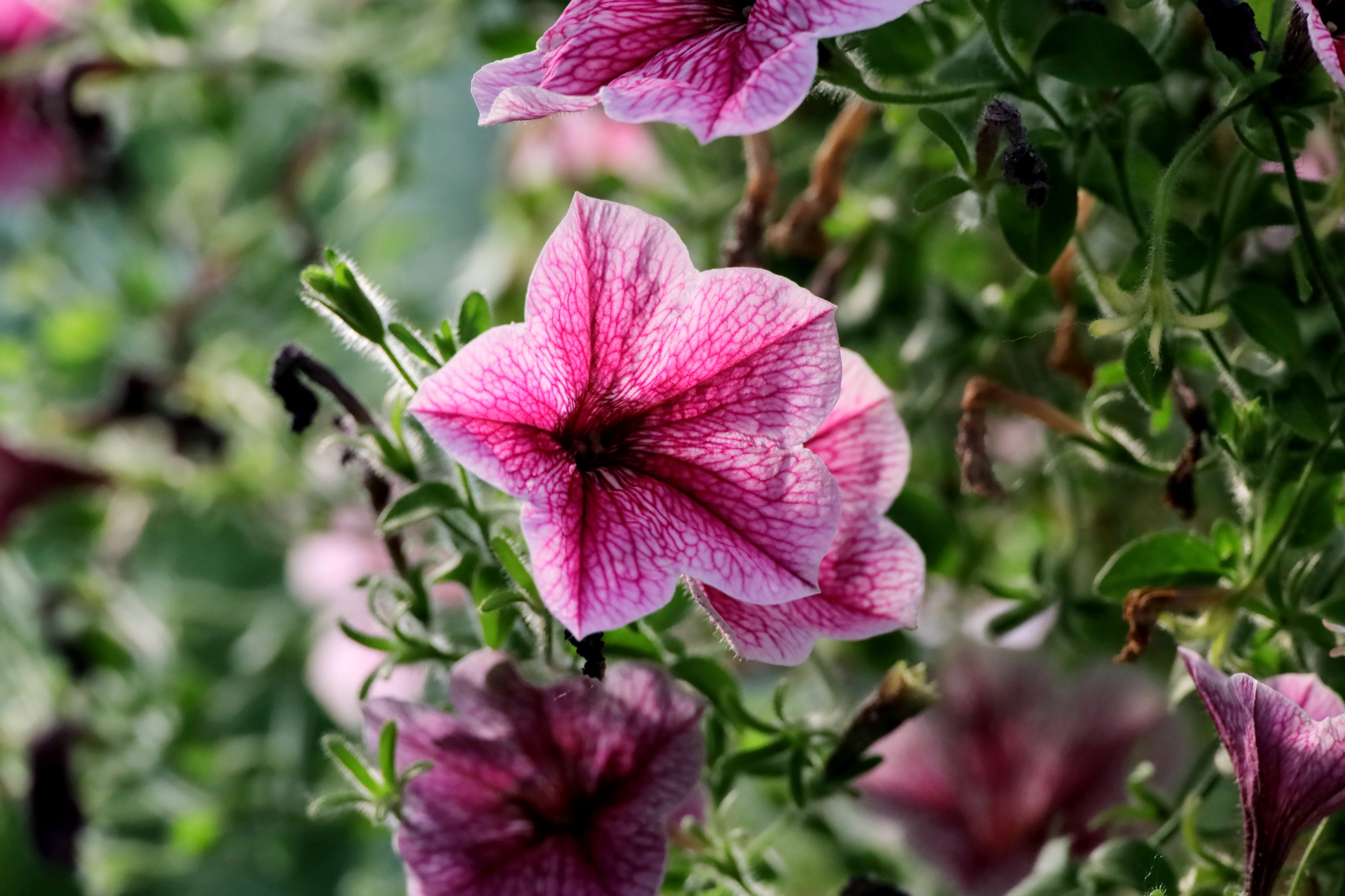 首发垂吊矮牵牛花