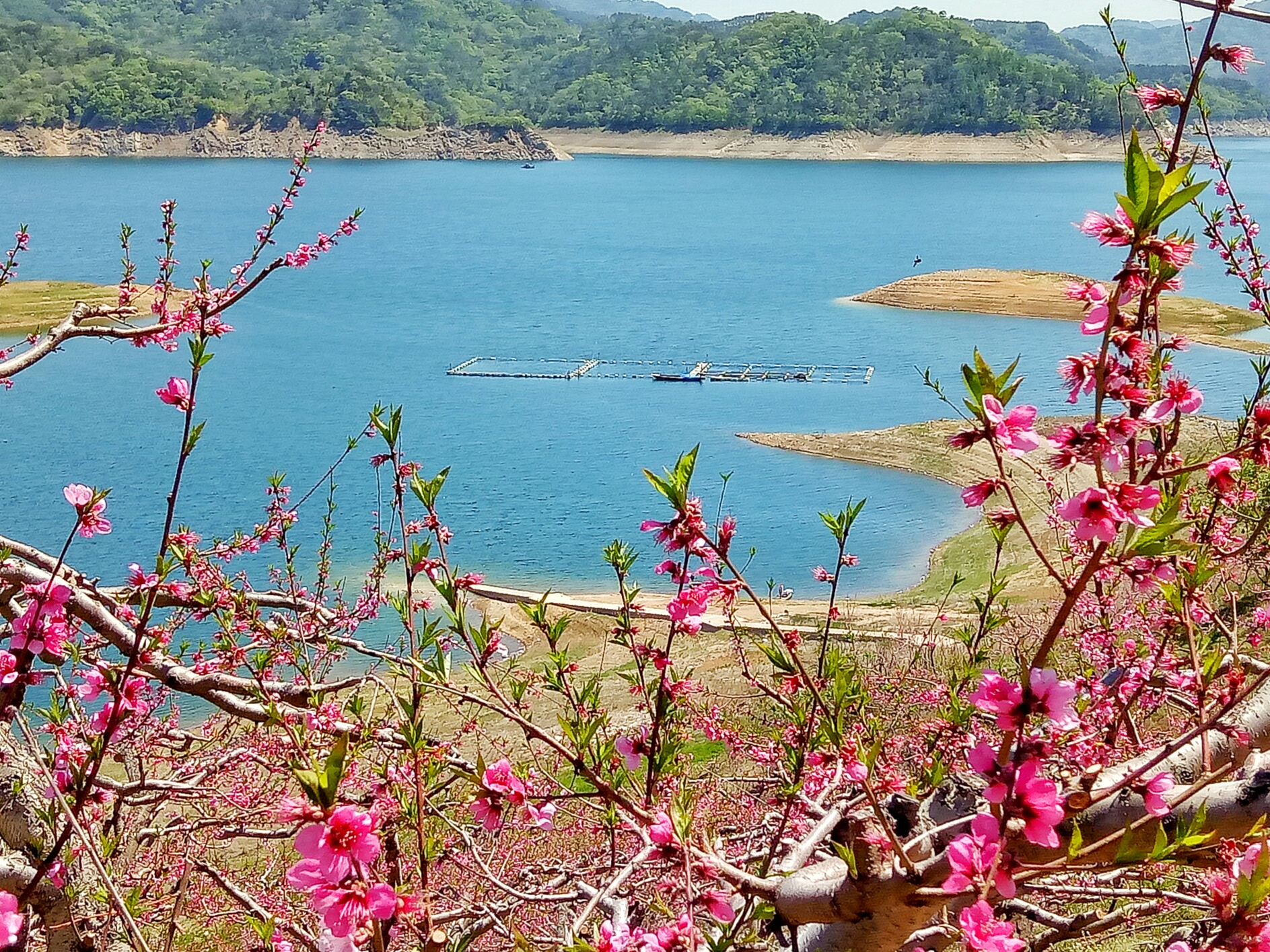 春天青山绿水花开图片图片