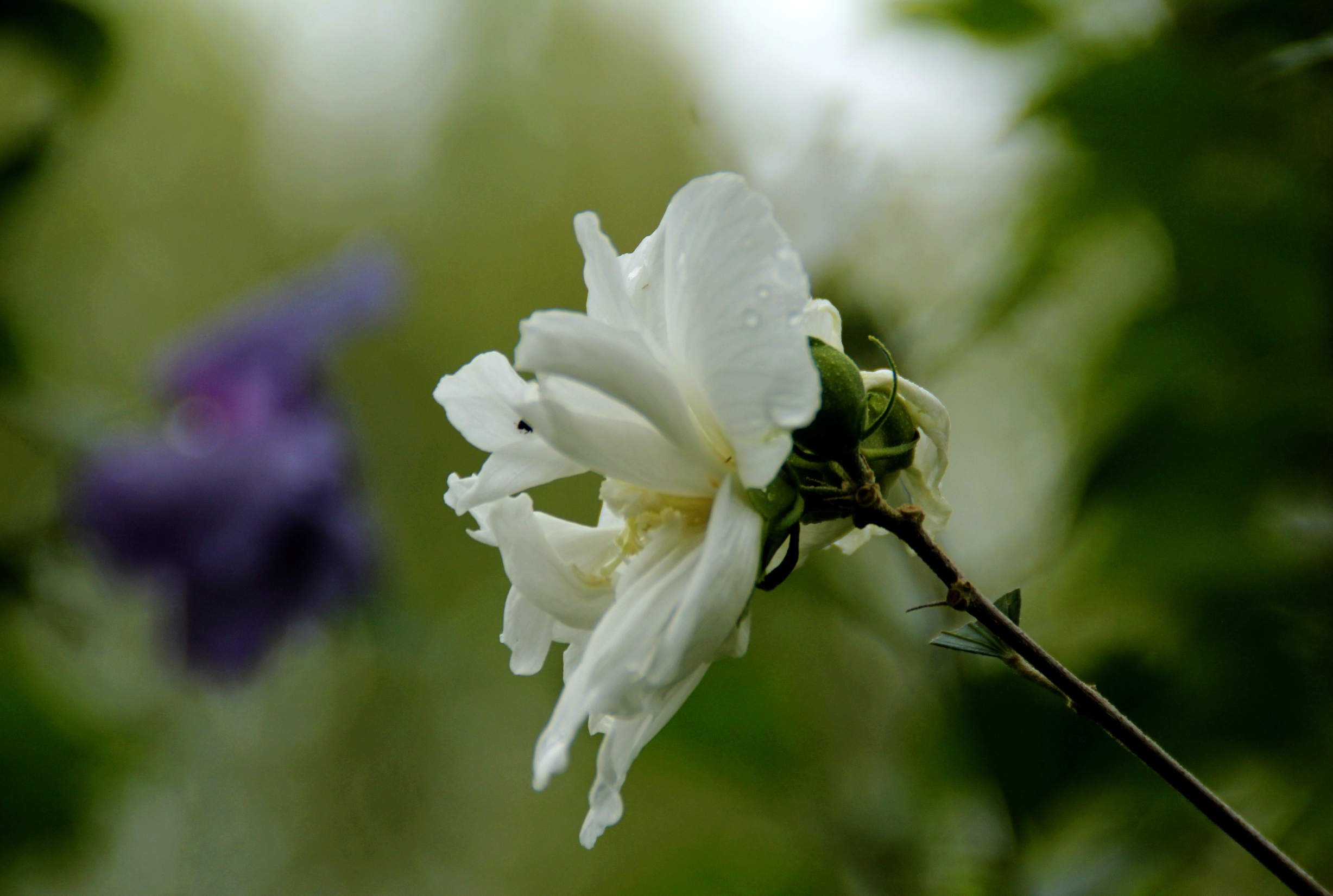 白色木槿花花语图片