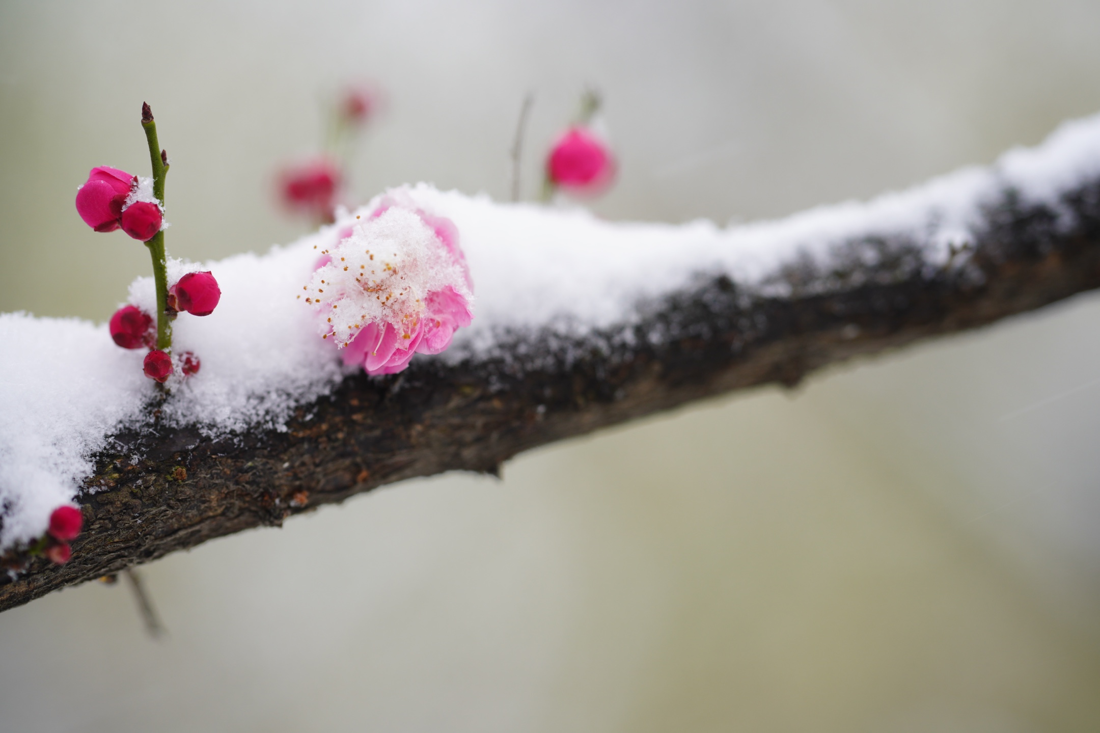 冰姿玉骨清香来