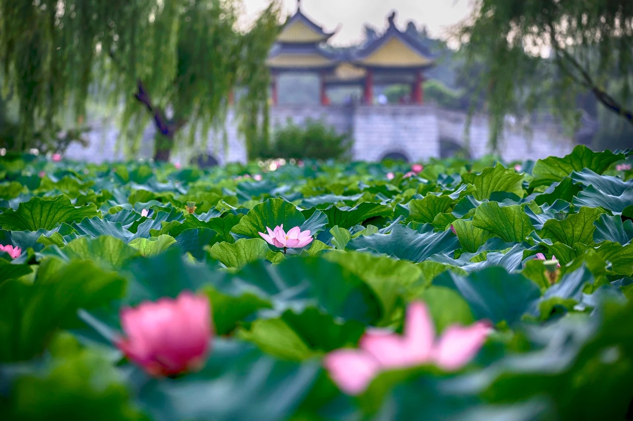 荷之韵尽享最美荷文化