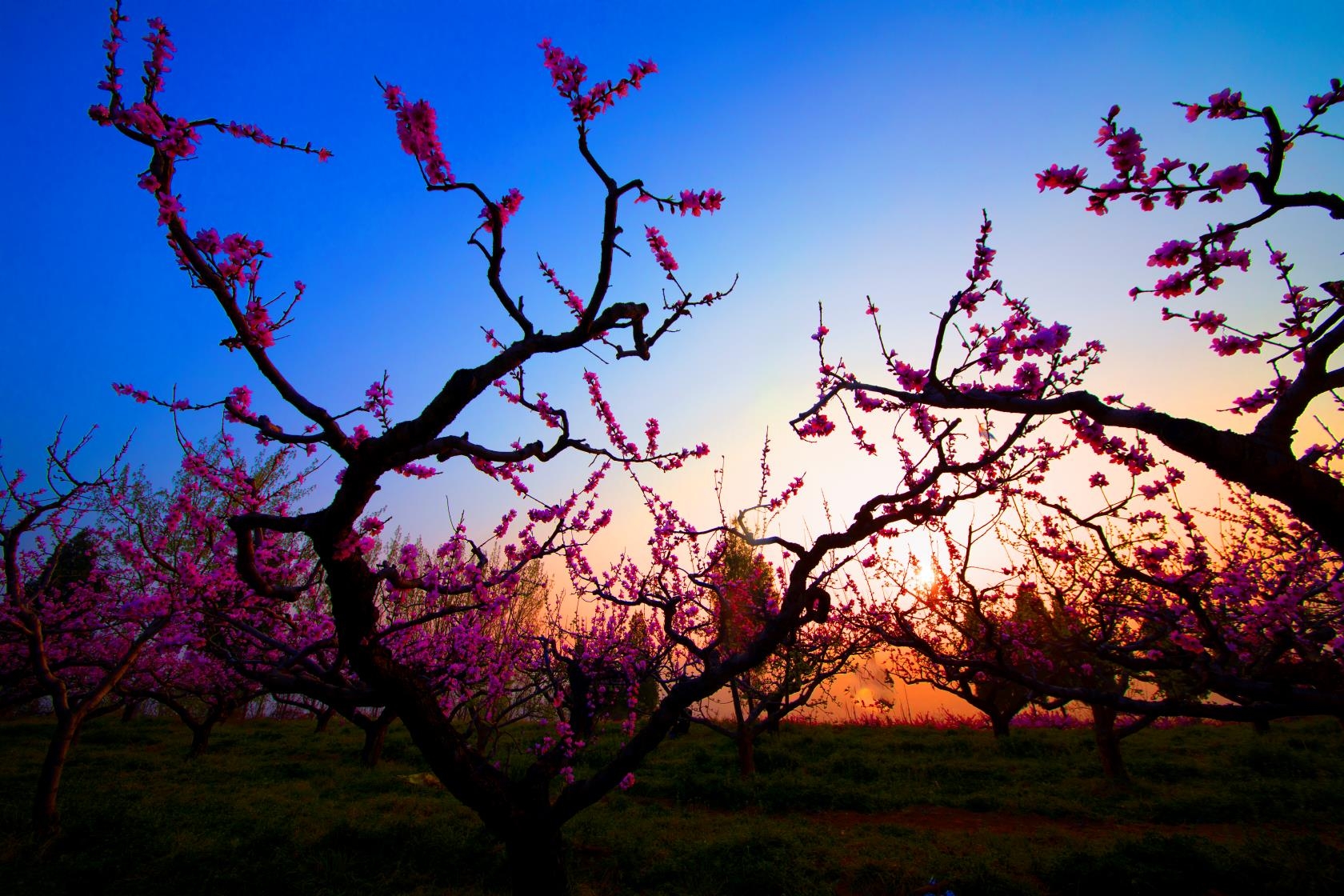 桃林美景迎佳人