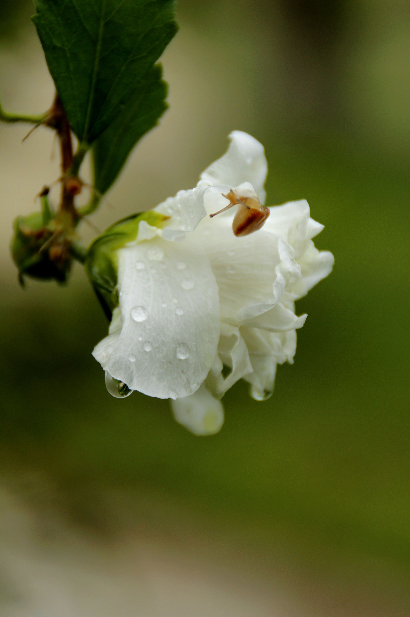 首发白色木槿花