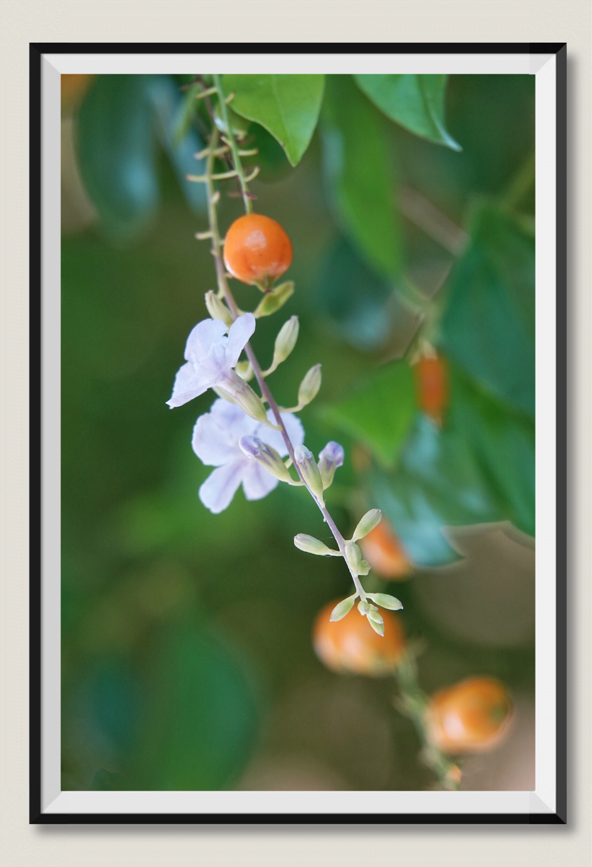 花果皆美的假连翘