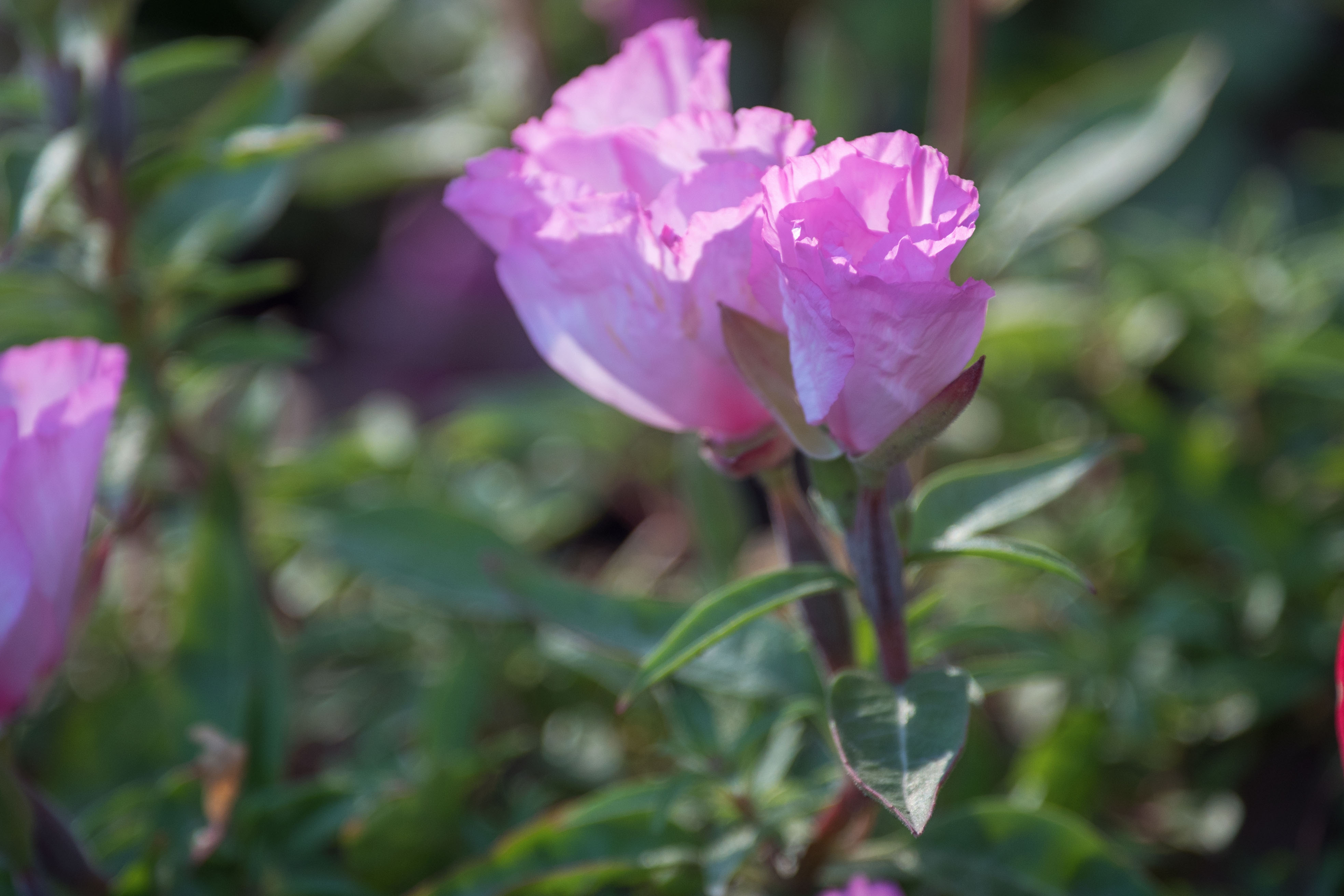 (首发)古代稀花
