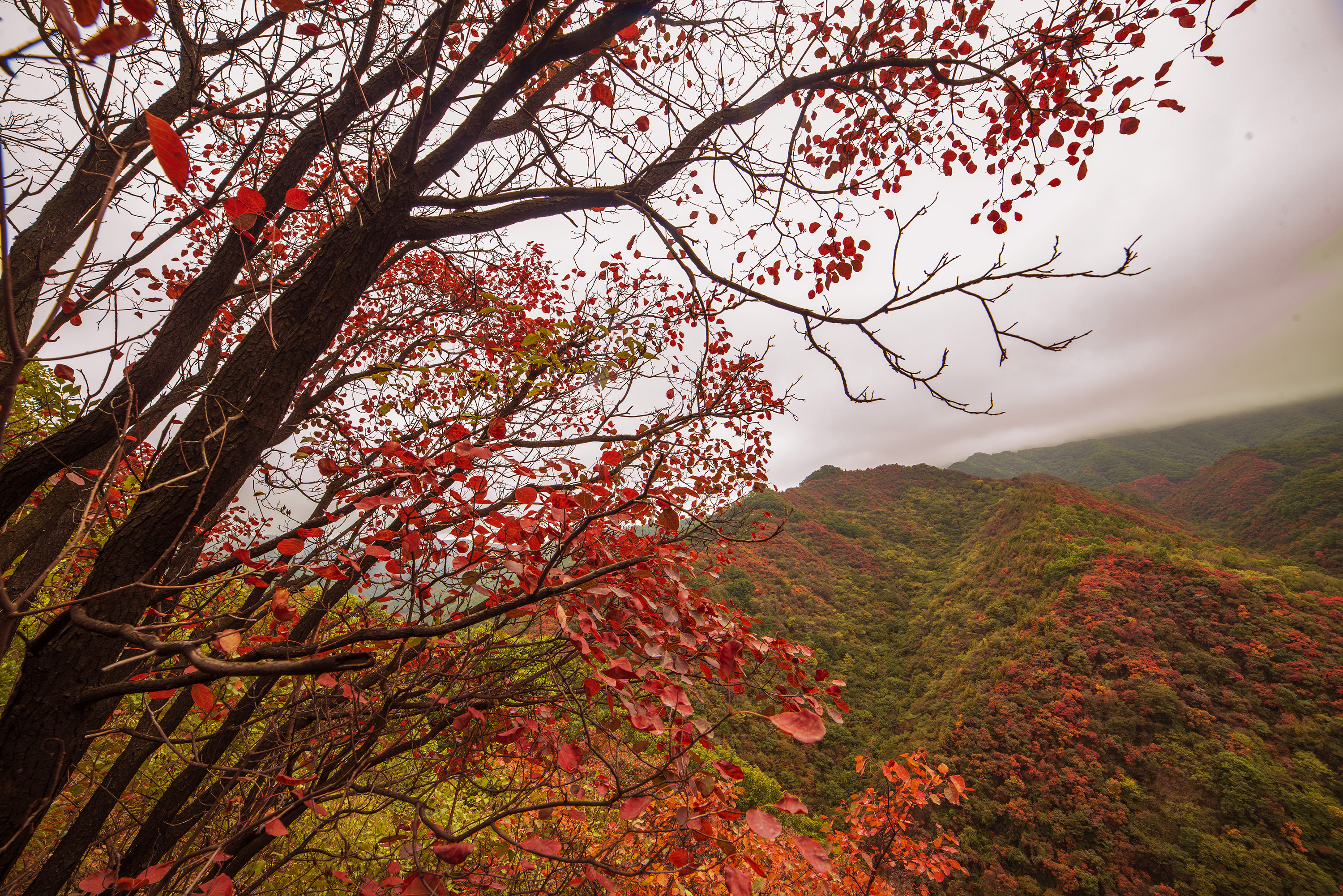 甘山红叶美如画(2019年新拍)