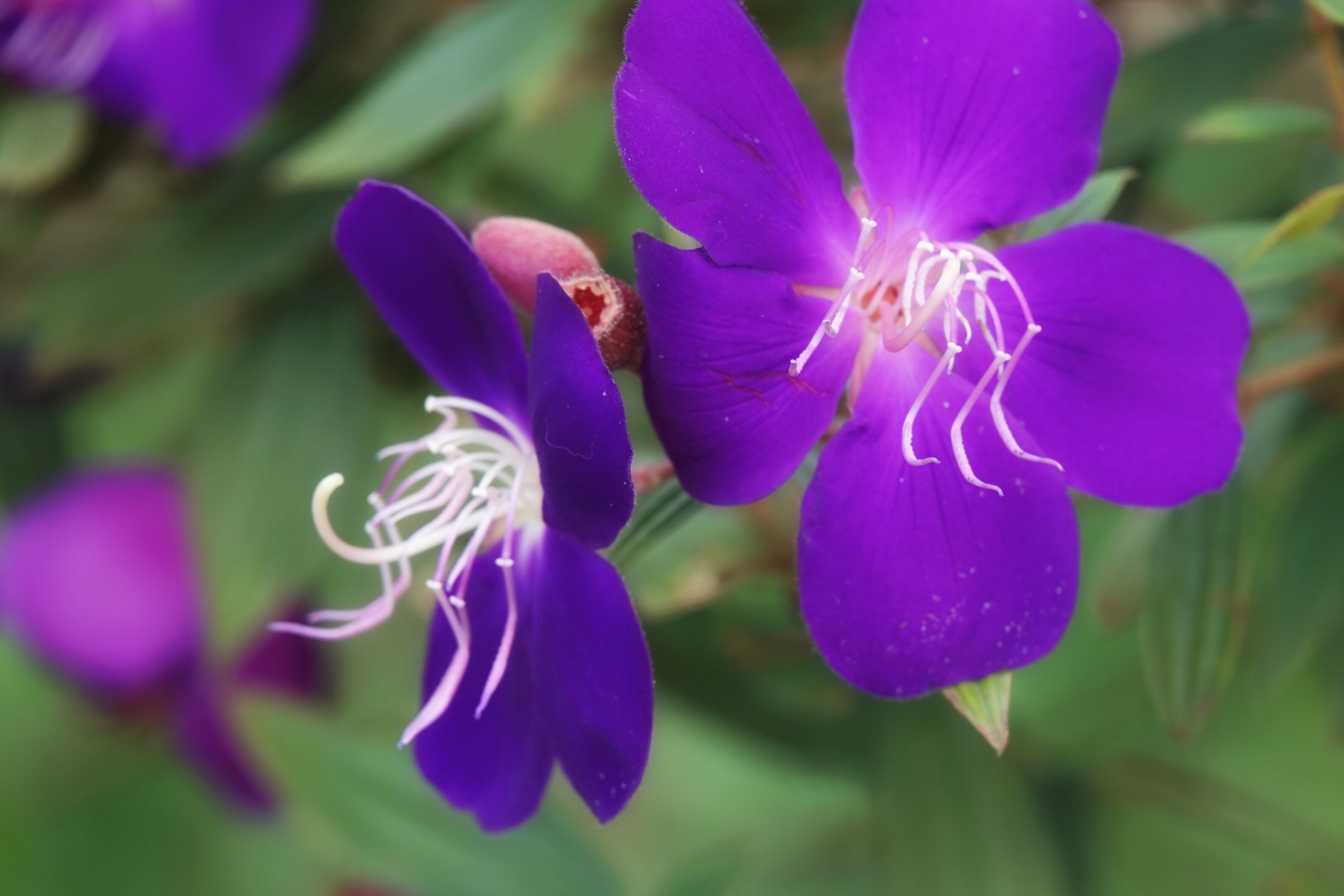 紫衣公主巴西野牡丹