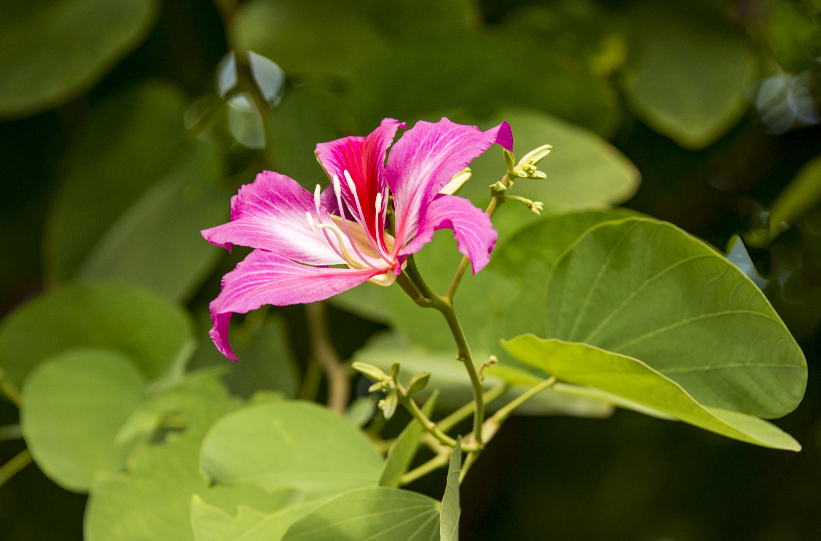 路树紫荆花首发