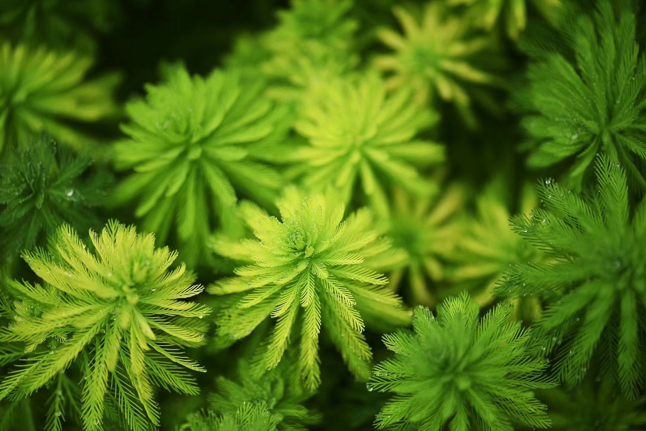 首发粉绿狐尾藻