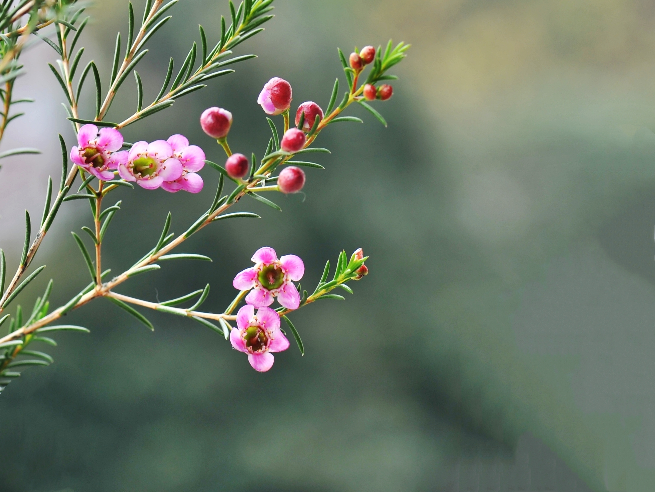年花市场的新宠澳梅首发