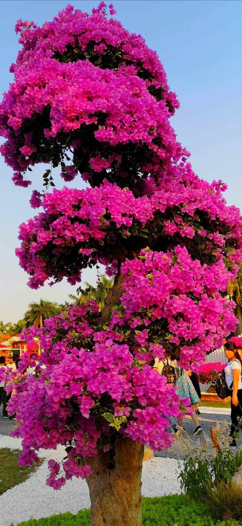 一年一度勒杜鹃 盛开在莲花公园 五颜六色增光彩 品种多的数不完 形态