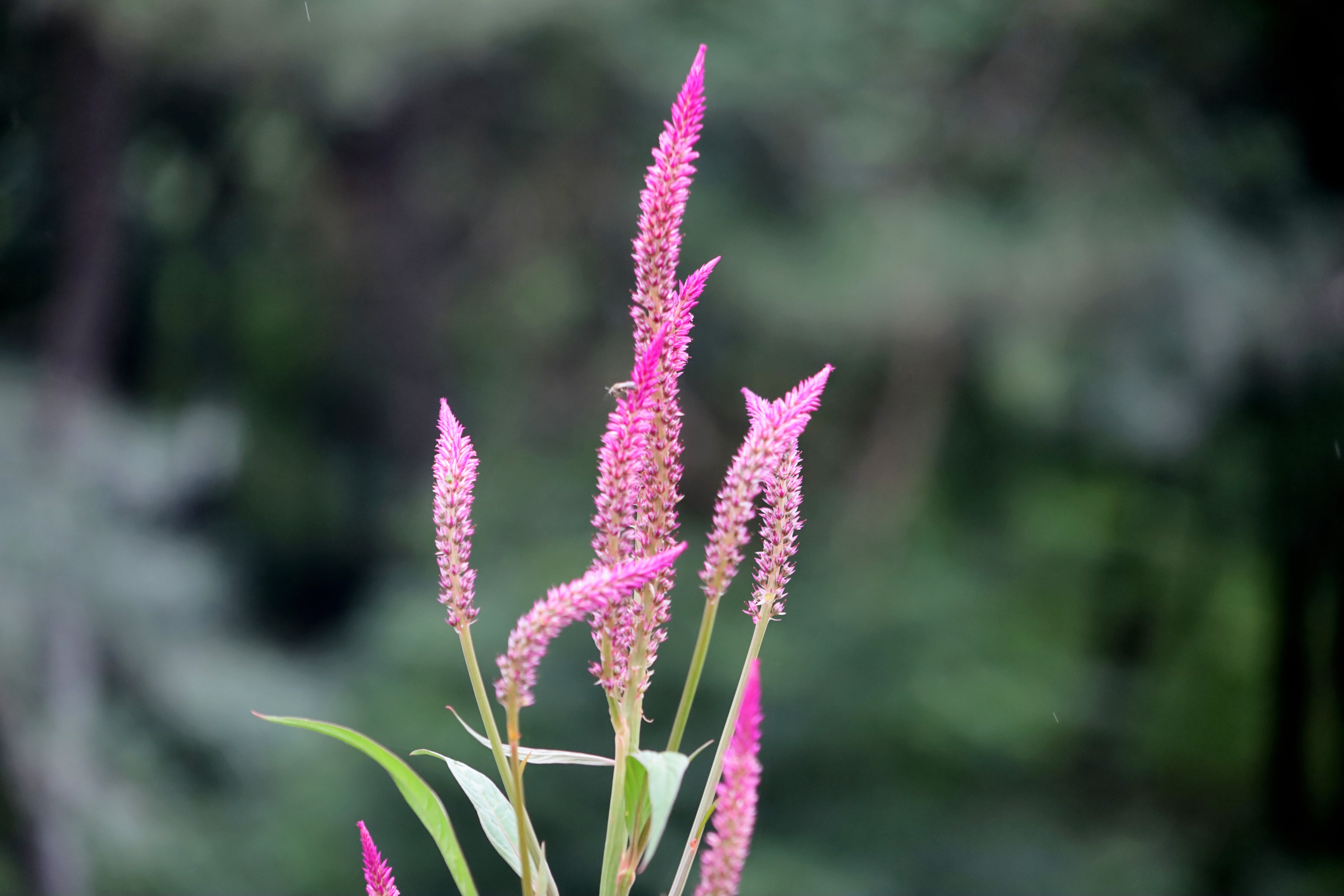 红艳艳的千穗谷送给天下有情人