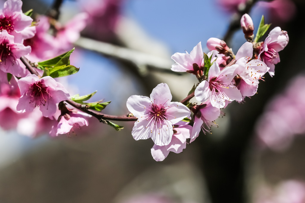 梨花开桃花艳