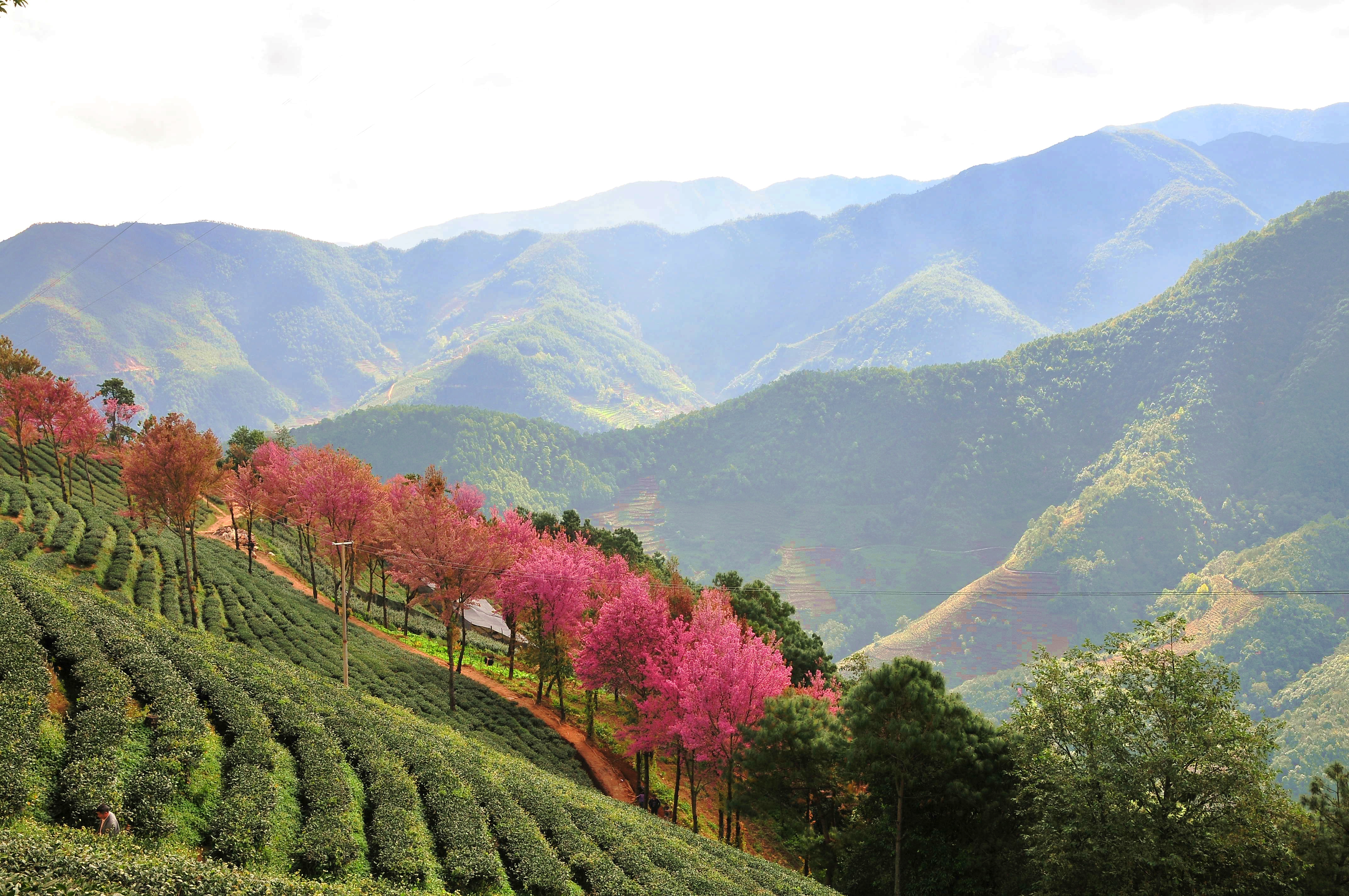 層層綠色的茶山,點綴著粉紅的冬櫻花.雲霧緾繞著黛色的山脈.風光無限.