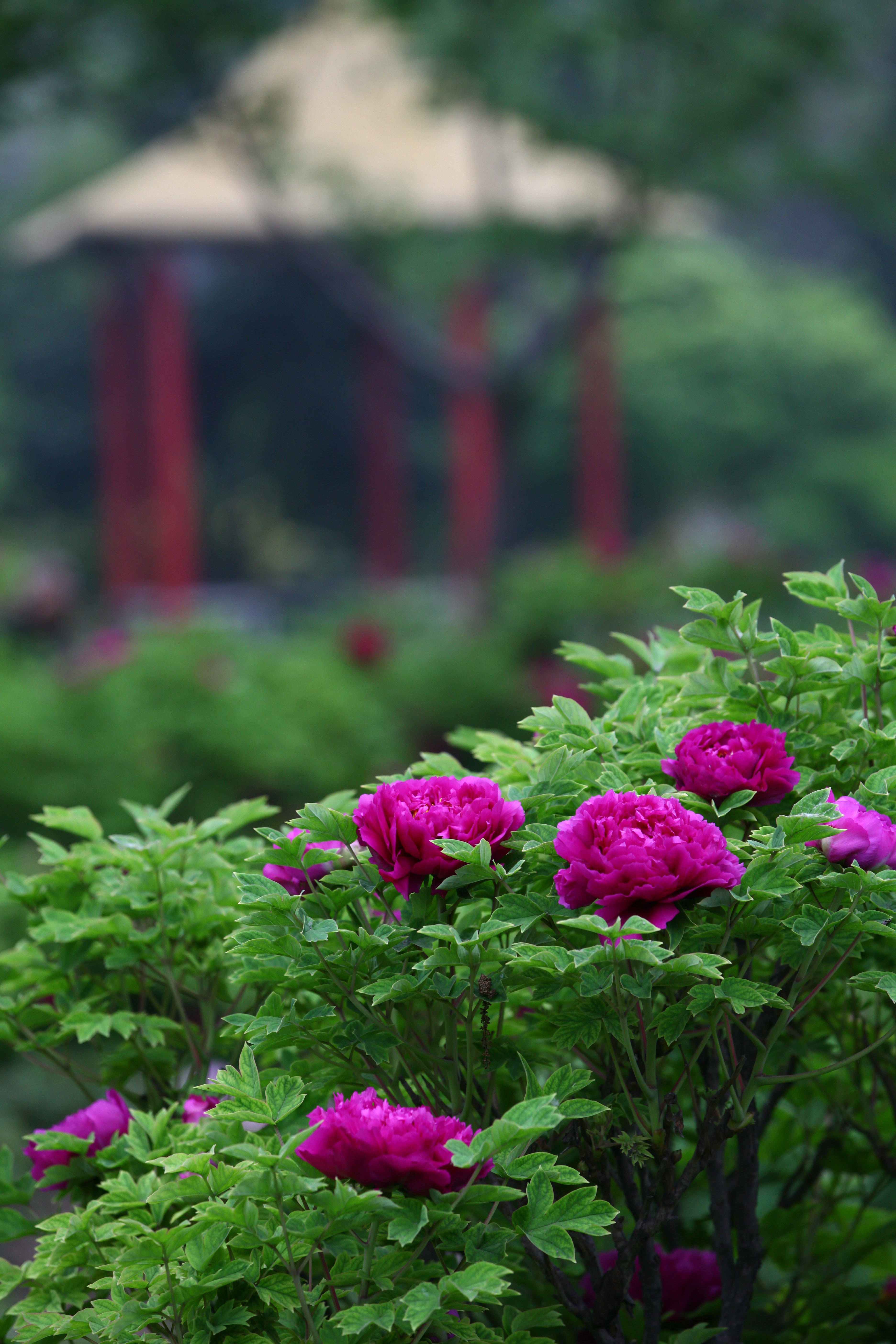 阅尽大千春世界,牡丹终古是花王