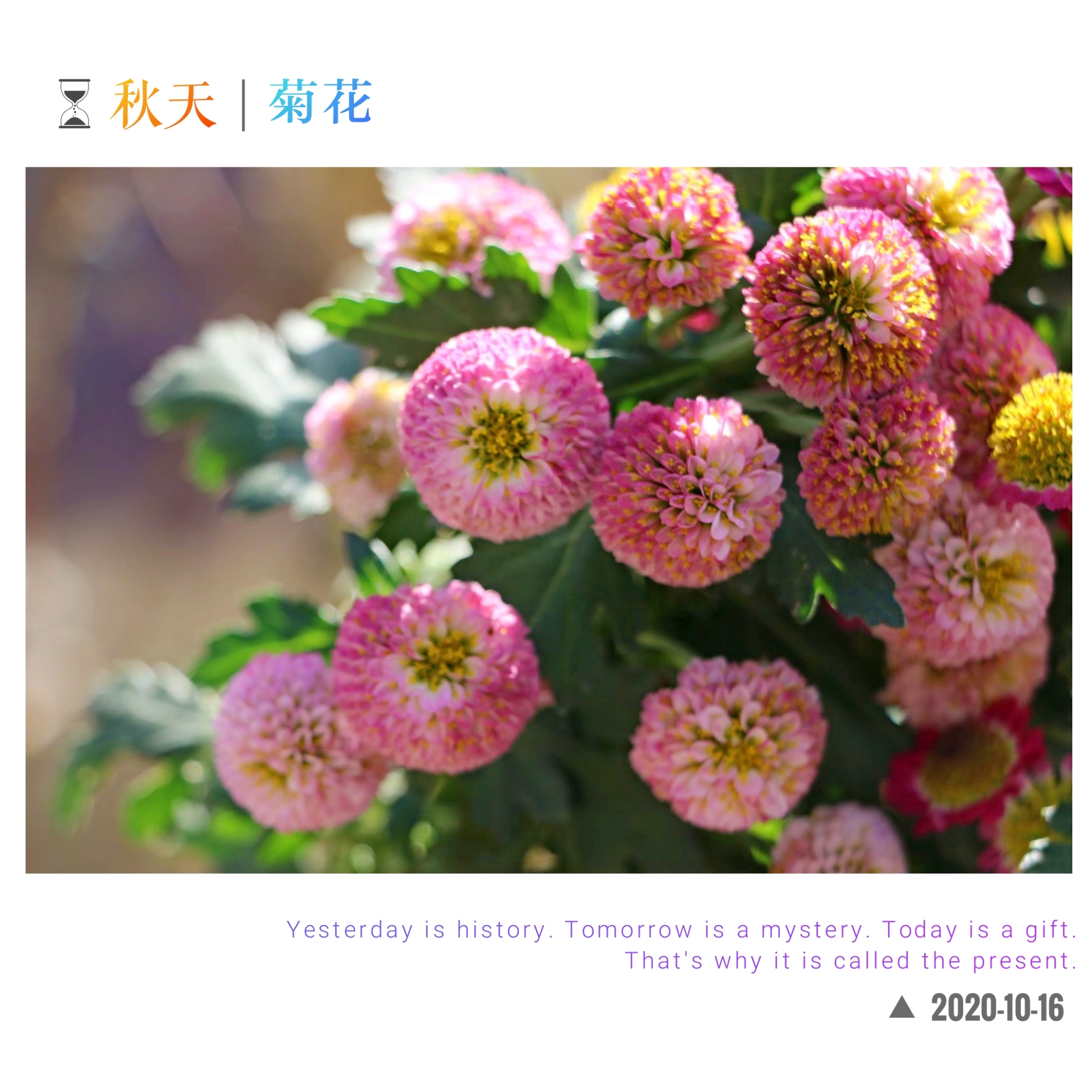 秋菊