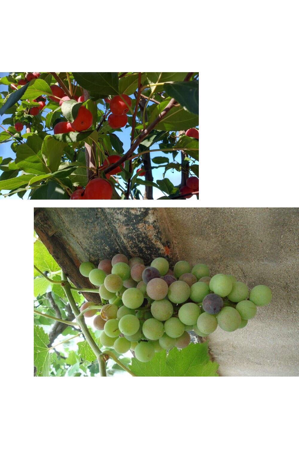 秋日感怀 山里红 朝欣虬枝结桃李 暮赏青萝欲出墙 几度春秋历风雨 满