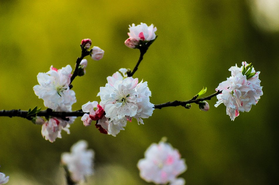 桃花中的奇葩——撒金碧桃