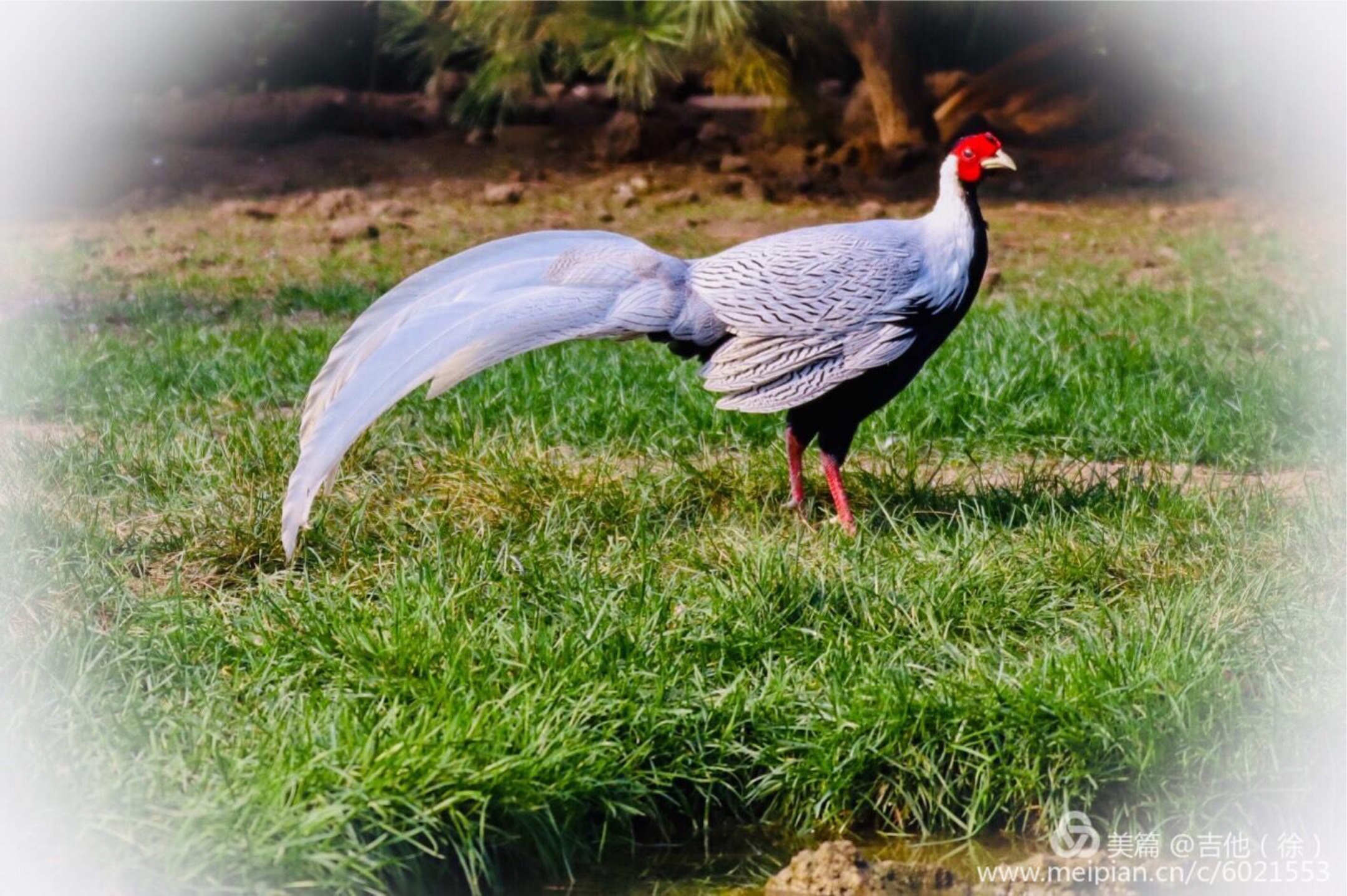 (吉他徐)我的鳥緣—白鷳鳥,拍攝於青島平度(原創作品)白鷳鳥的各種