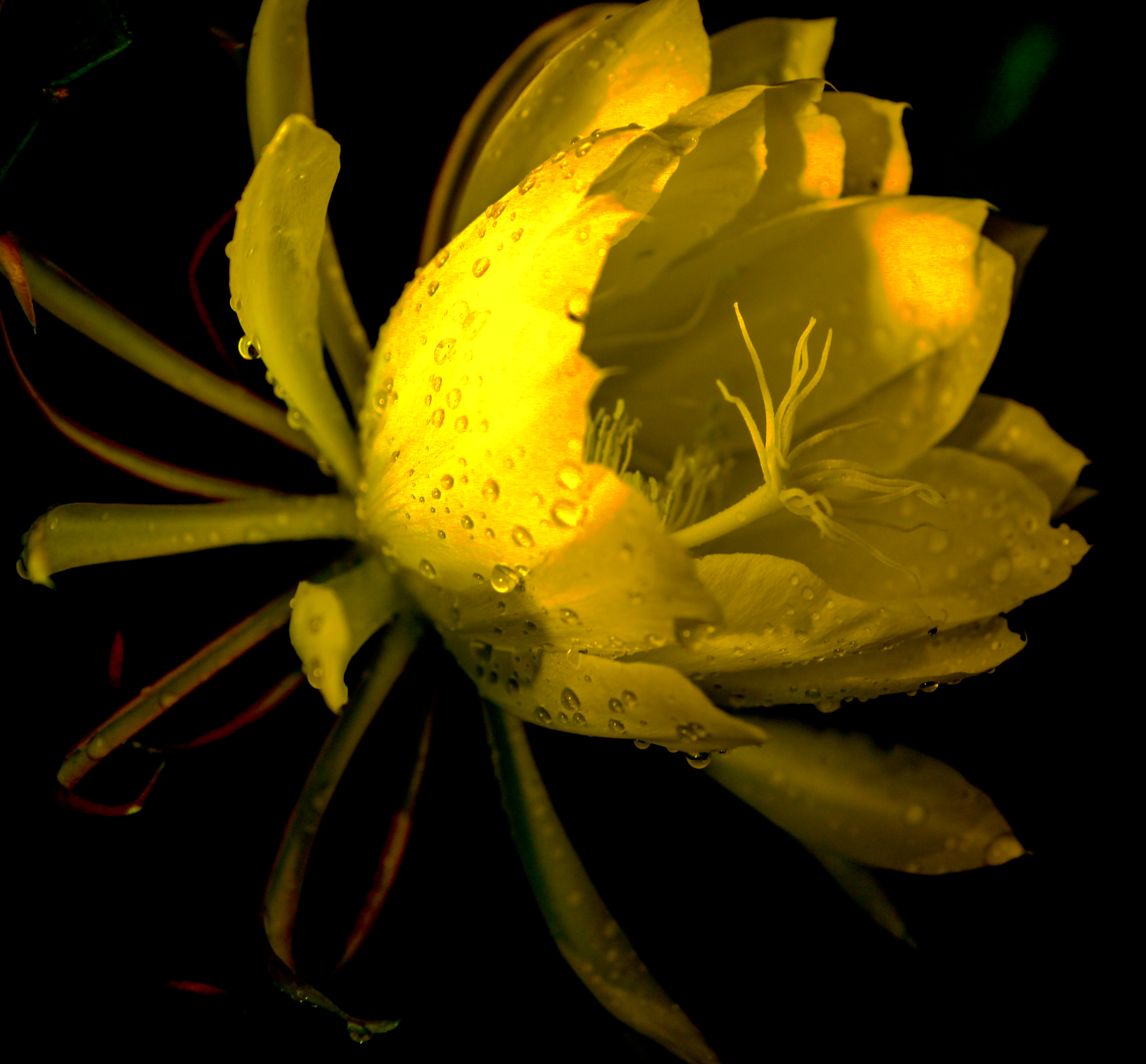 瞬间的惊艳---昙花一现