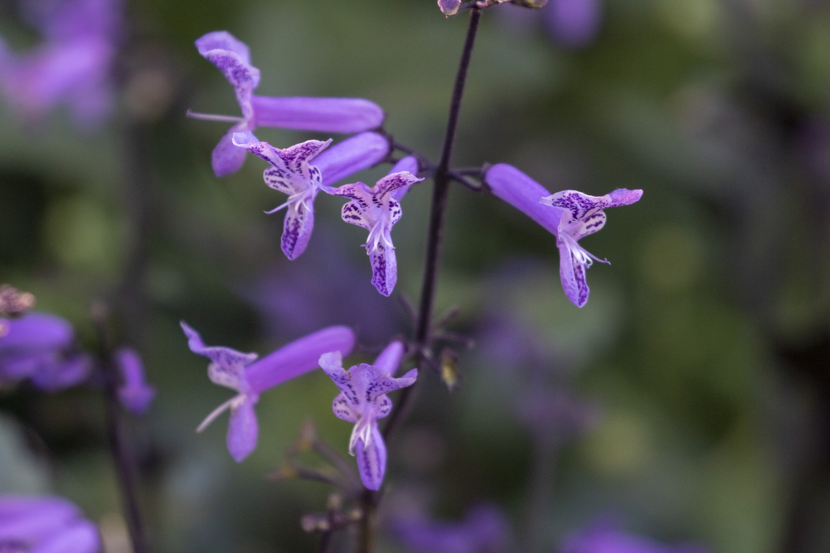 莫娜紫香茶菜vv首发