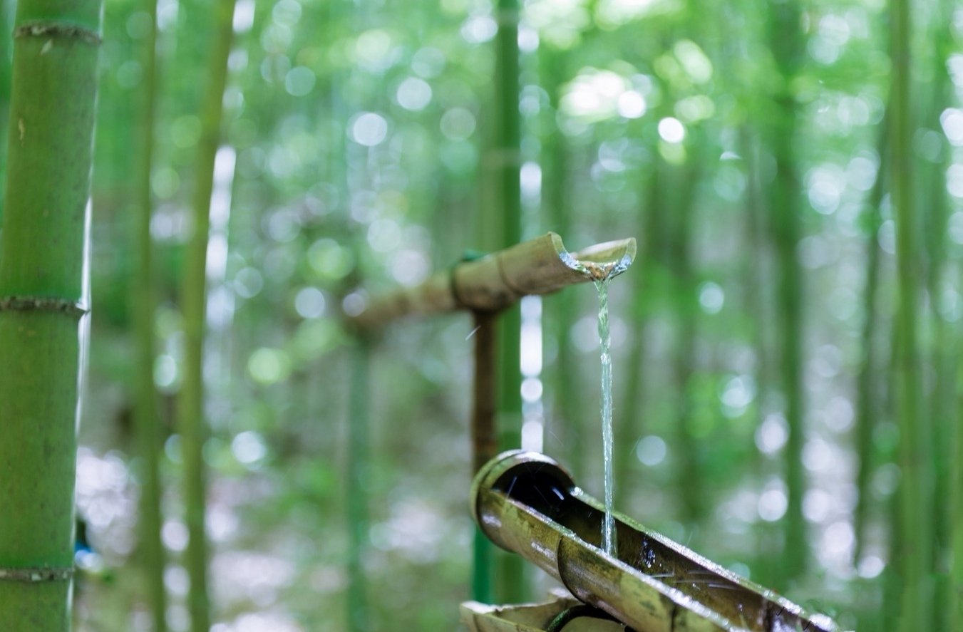 雨后竹林壁纸图片